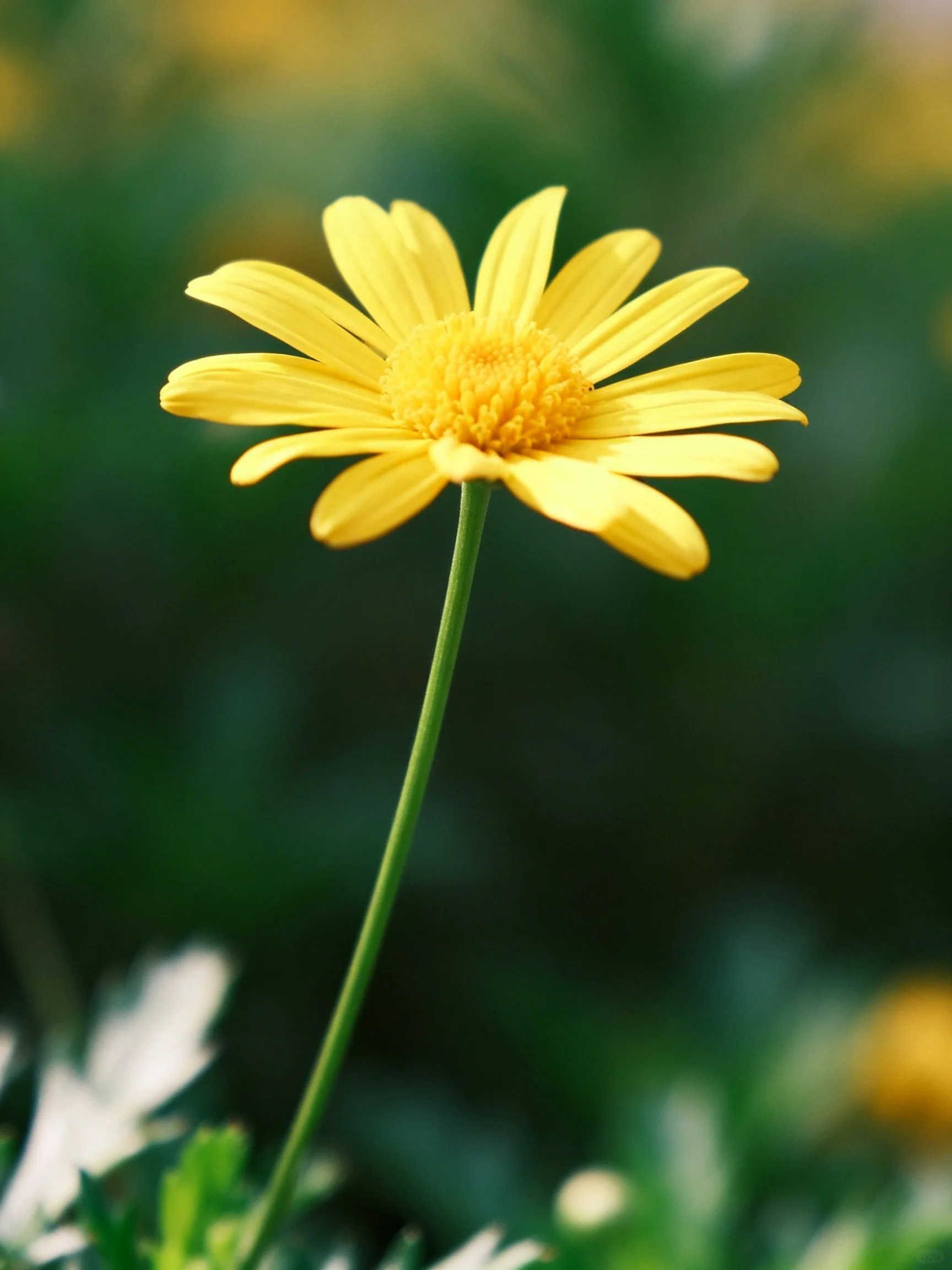 Single vibrant yellow daisy with slender green stem against blurred green foliage