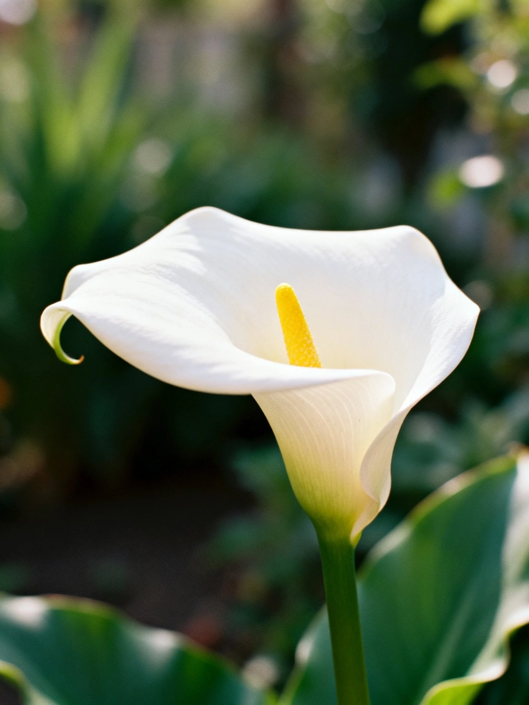 Single white calla lily with bright yellow spadix