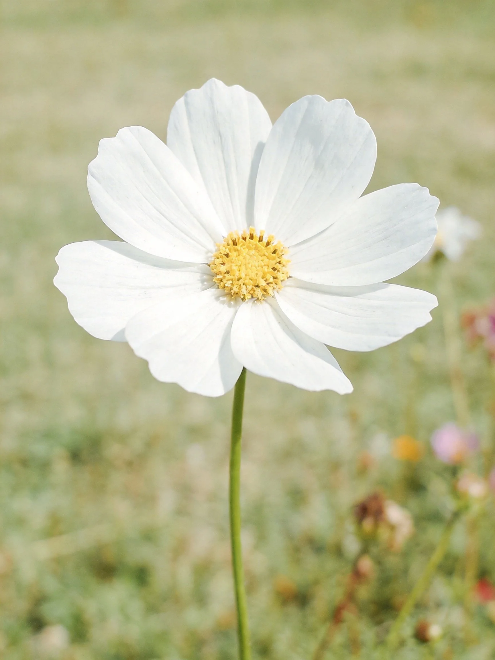 Single white cosmos flower with yellow center in a green field