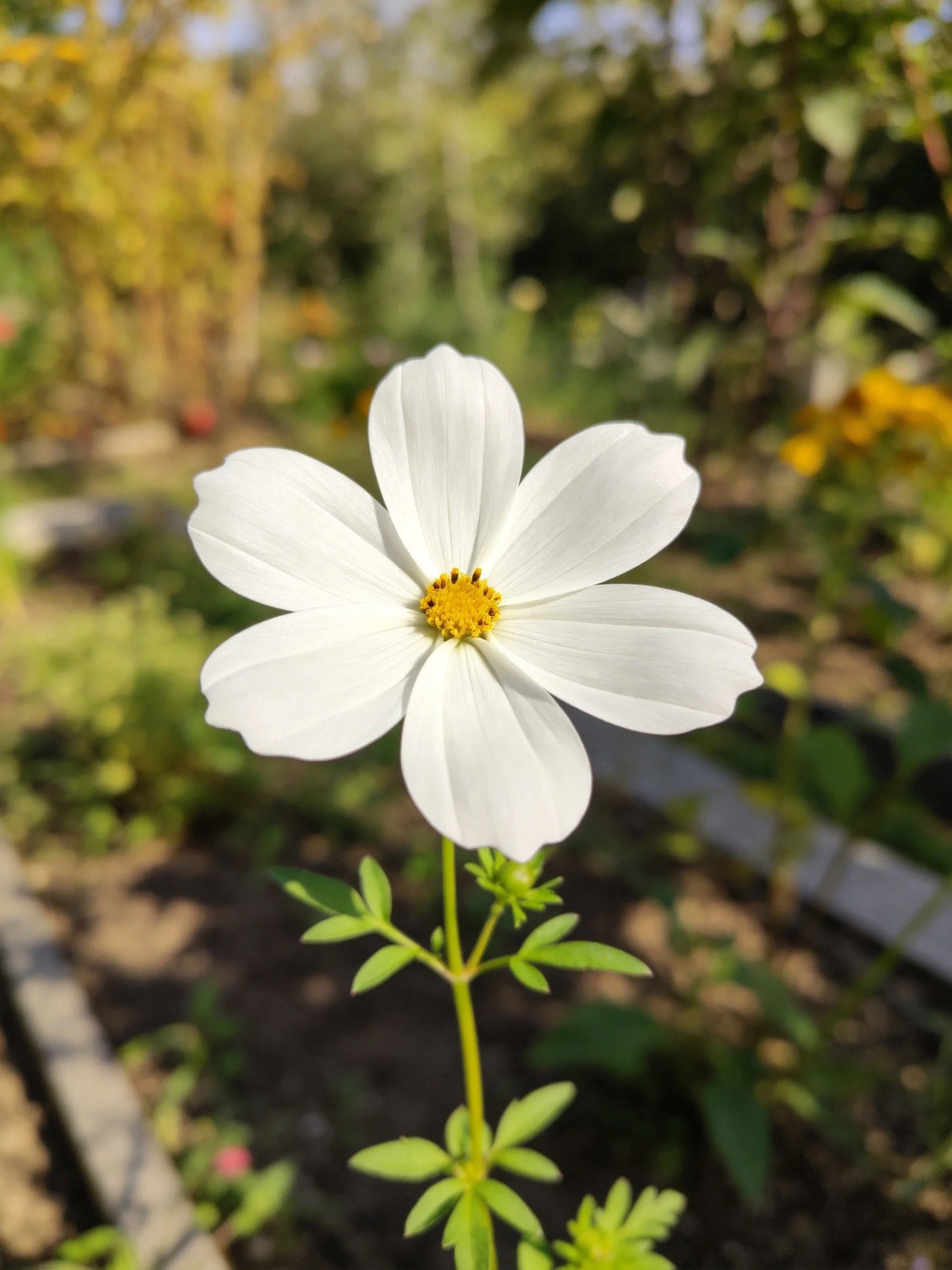 Single white cosmos flower with yellow center in garden