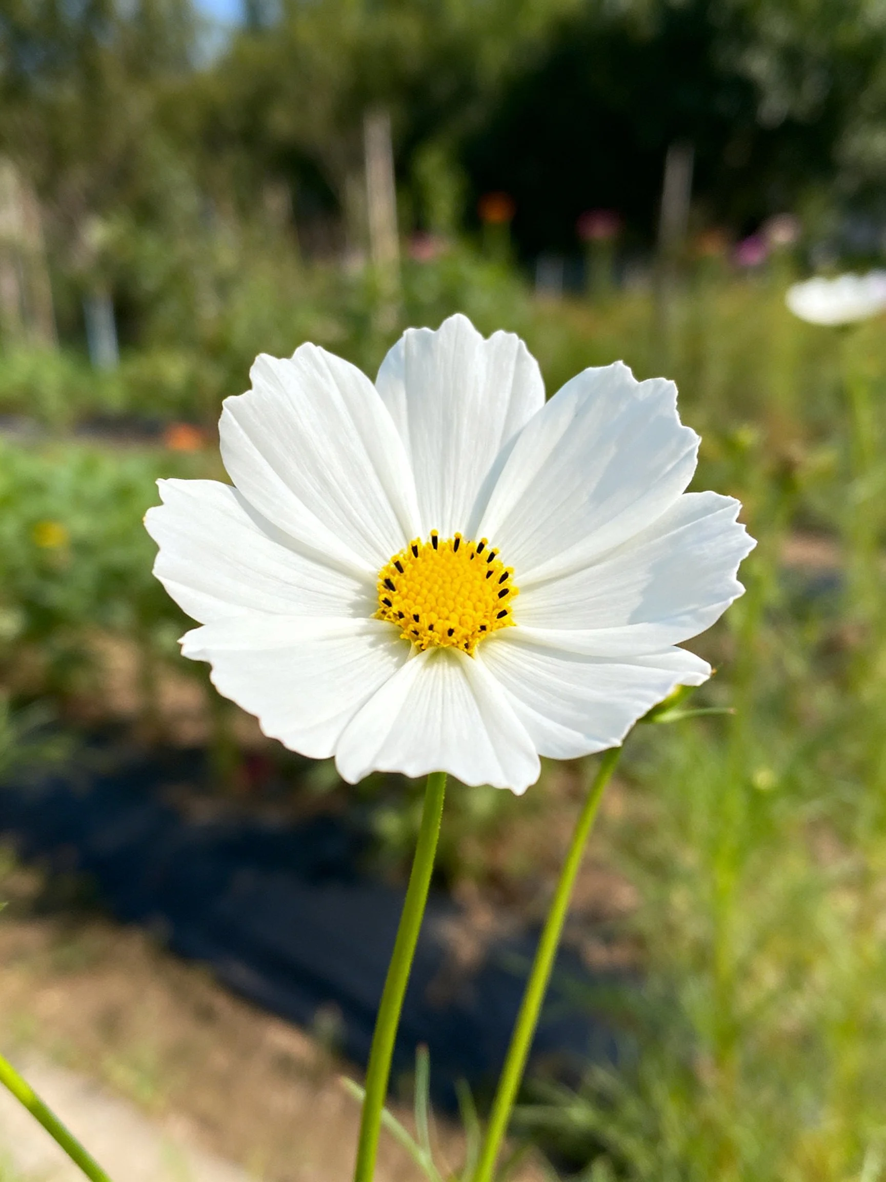 Single white cosmos flower with yellow center in garden