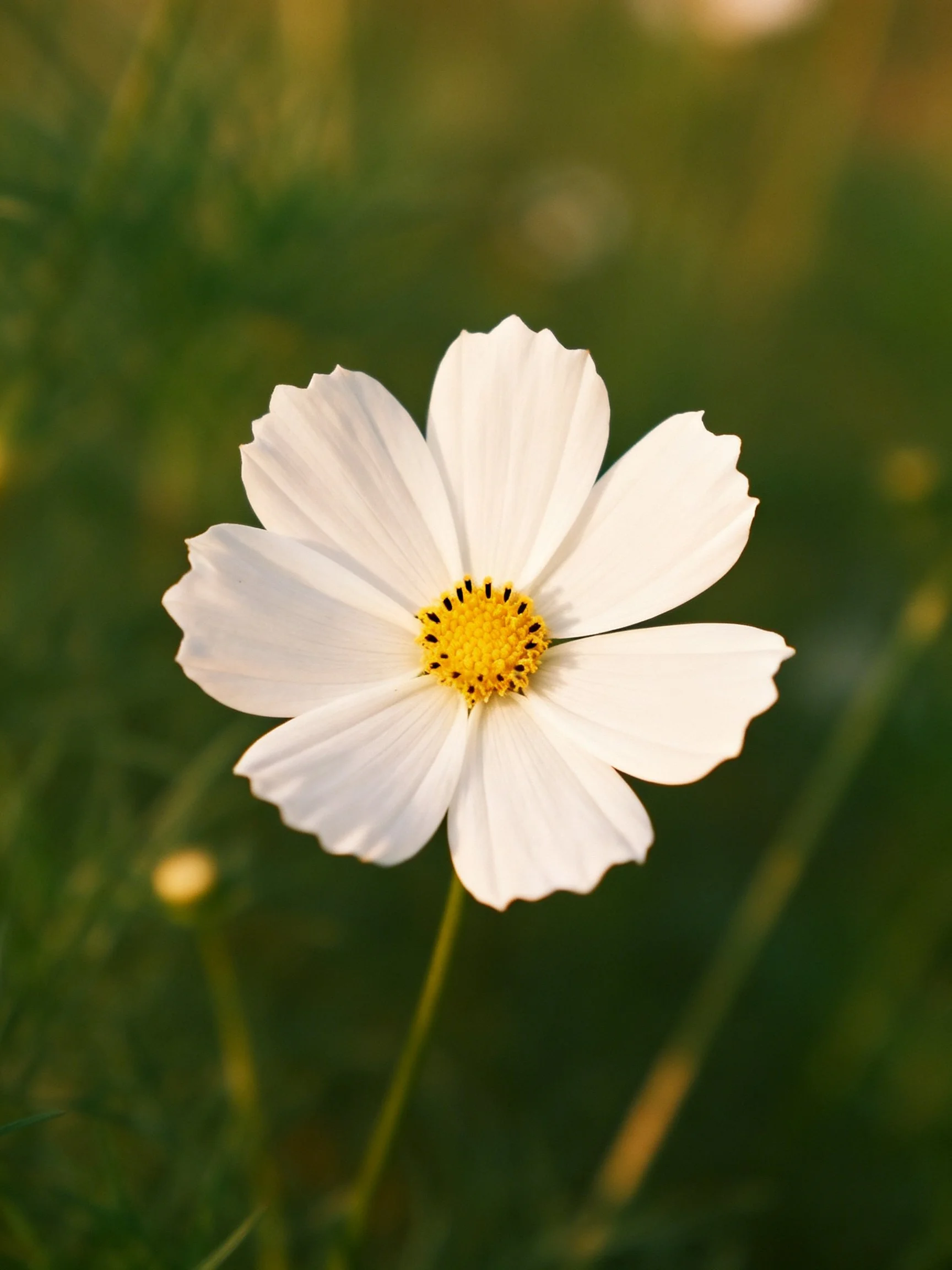 Single white cosmos flower with yellow center