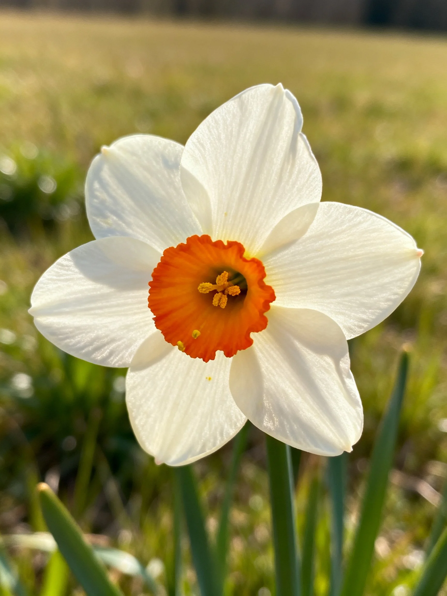 Single white daffodil with vibrant orange center