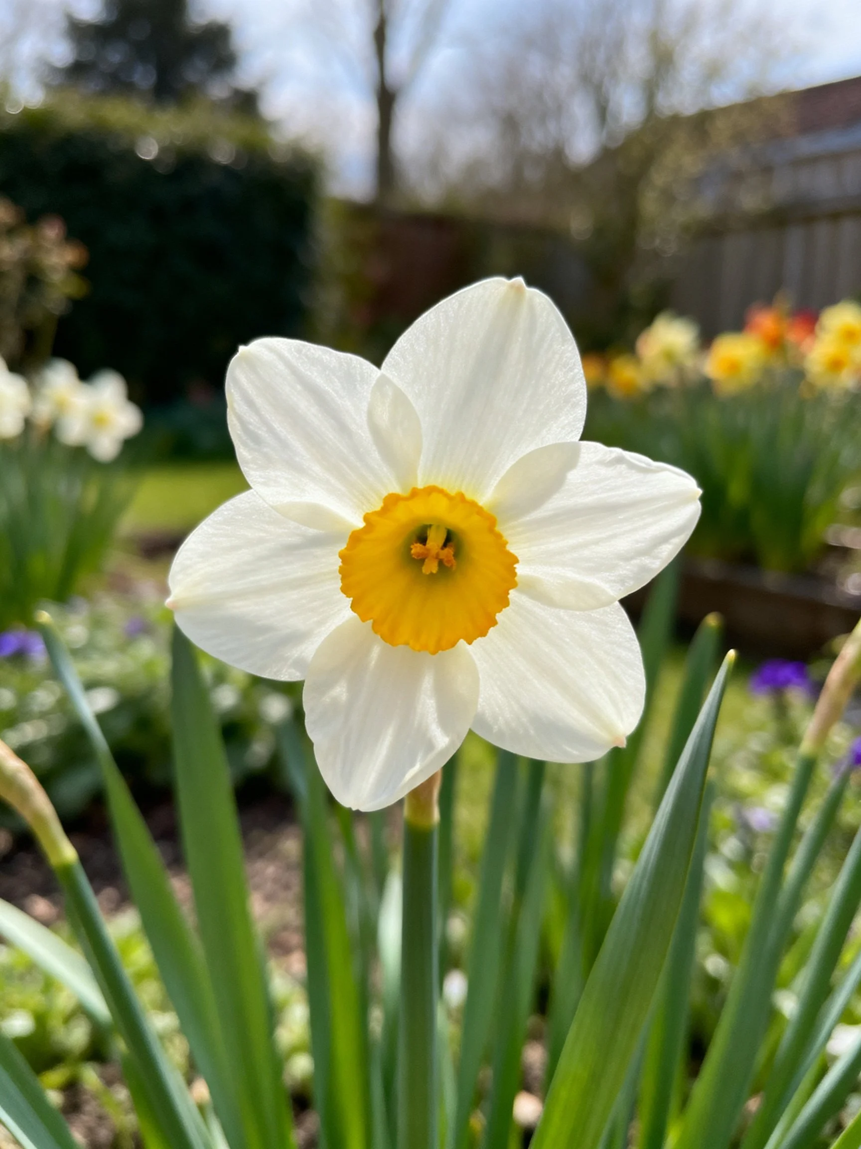 Single white daffodil with vibrant yellow center in a garden