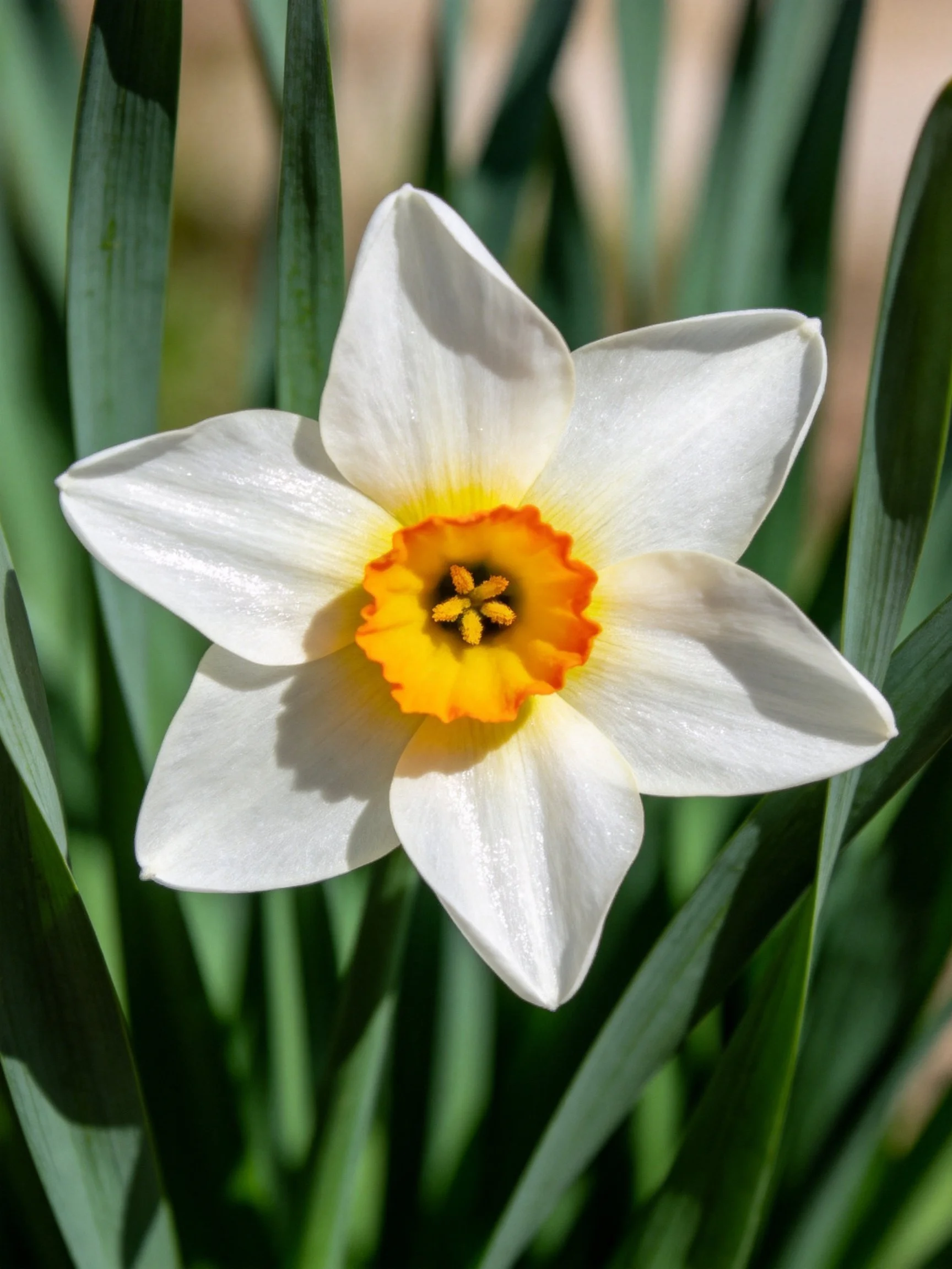 Single white daffodil with yellow-orange center among green foliage