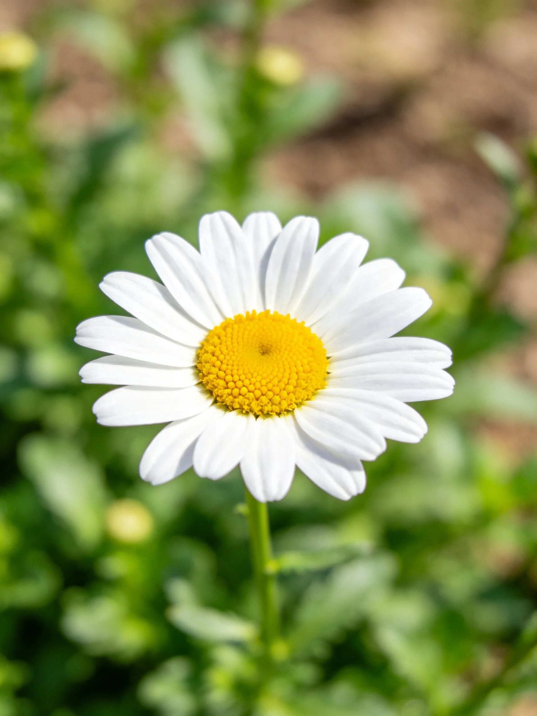 Single white daisy with bright yellow center amid green foliage