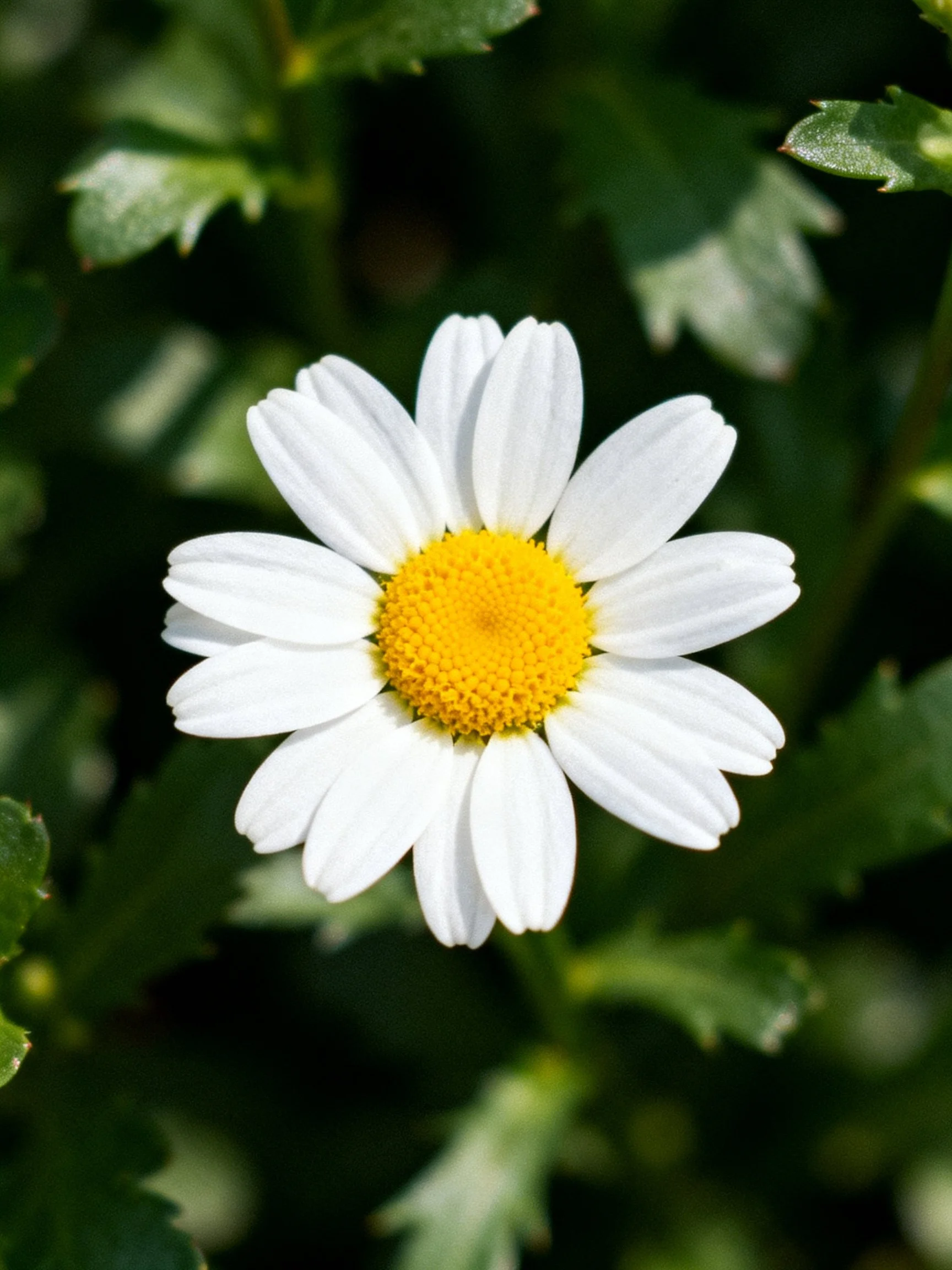 Single white daisy with bright yellow center amid green leaves