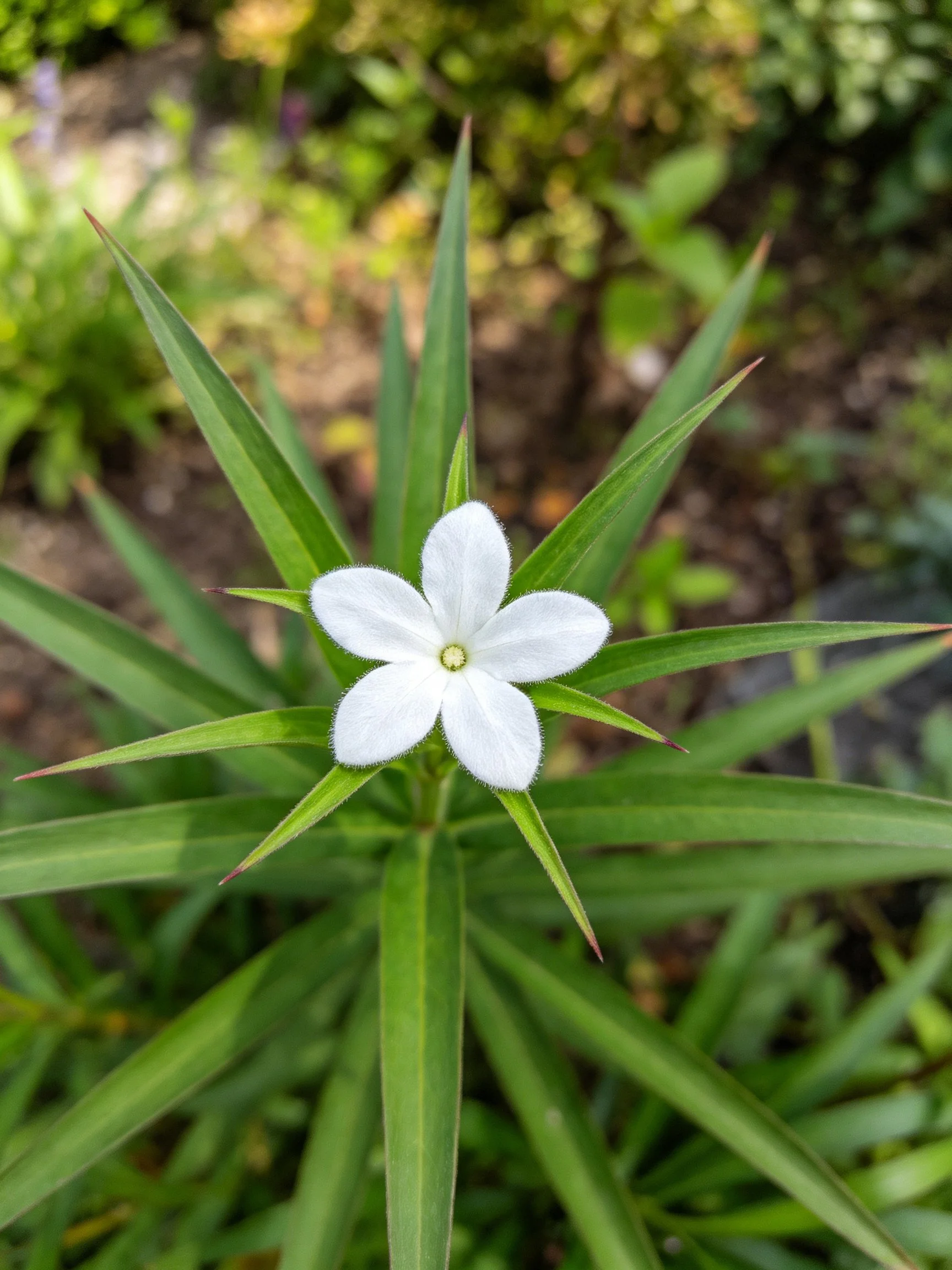 Single white five-petaled flower with long green leaves in a garden