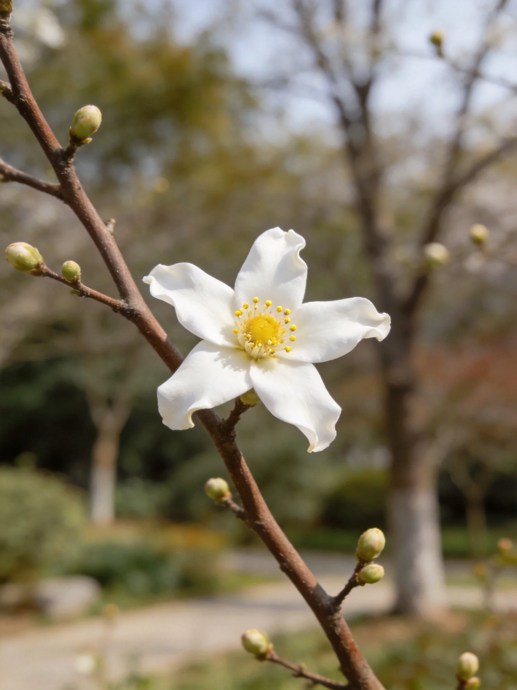 Single white five - petaled flower with yellow center on brown branch