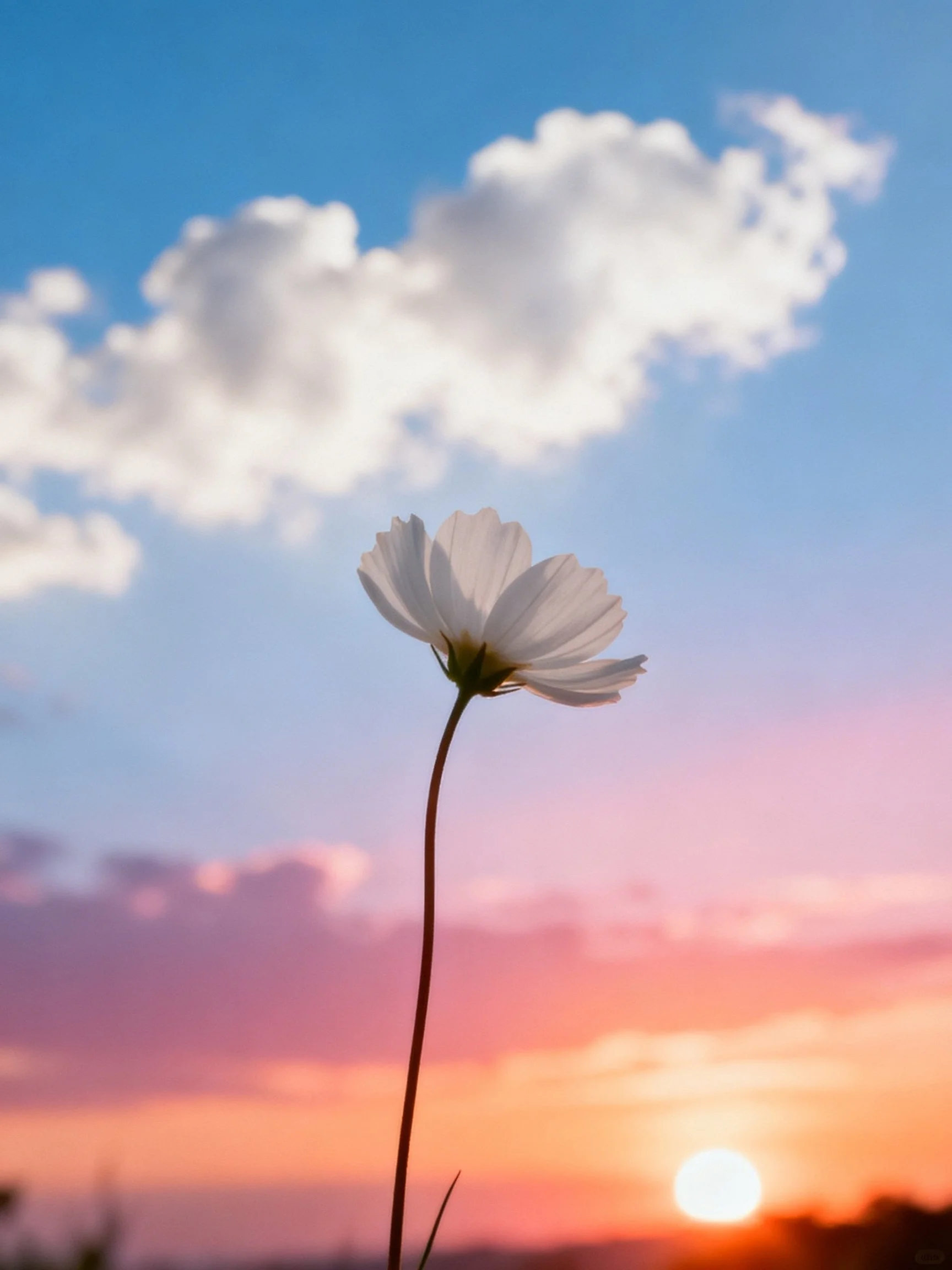 Single white flower against vibrant sunset sky with fluffy clouds.