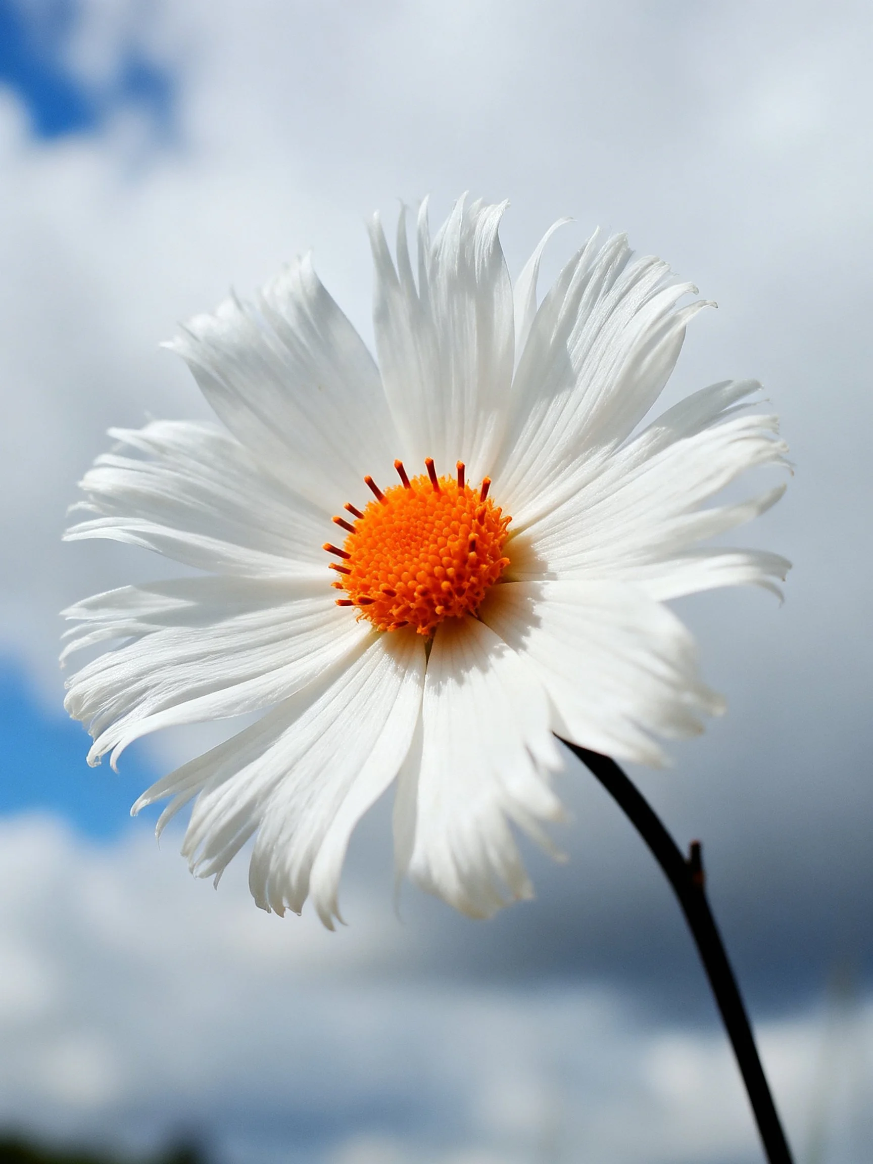 Single white fringed flower with bright orange center