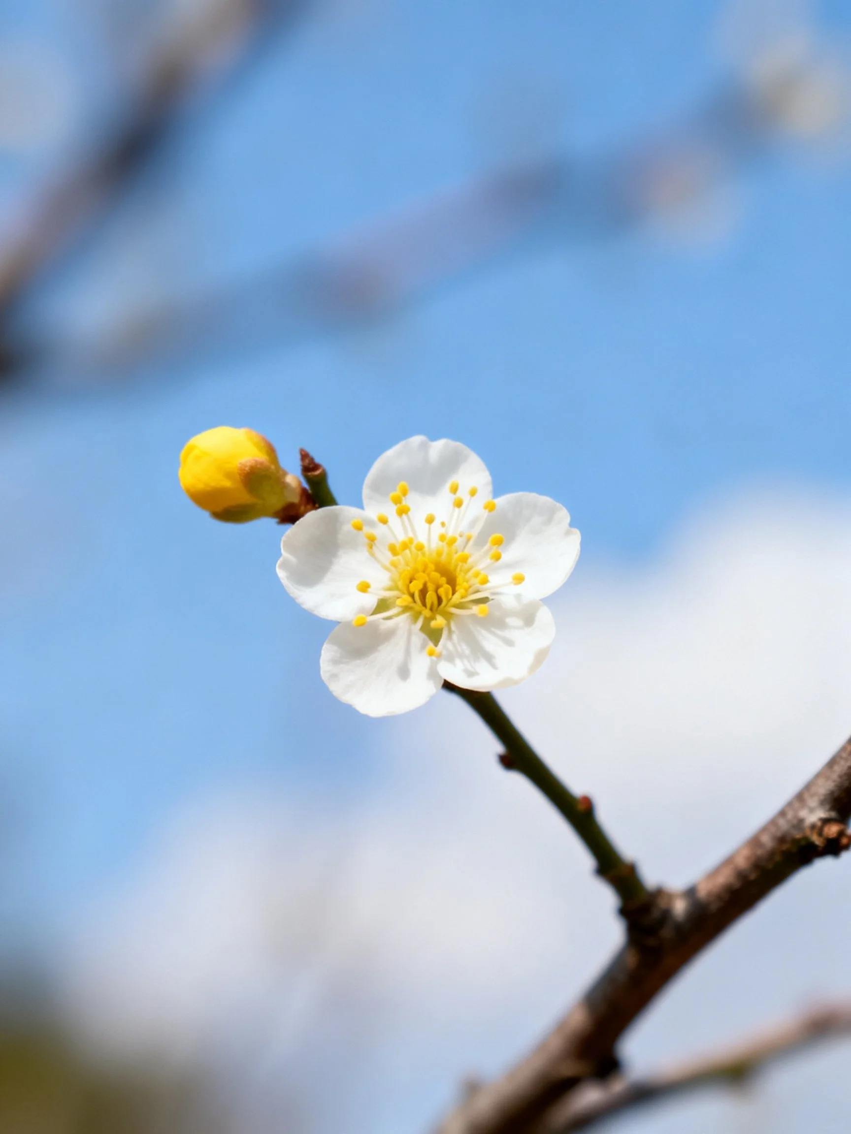 Single white plum blossom with yellow bud on brown branch