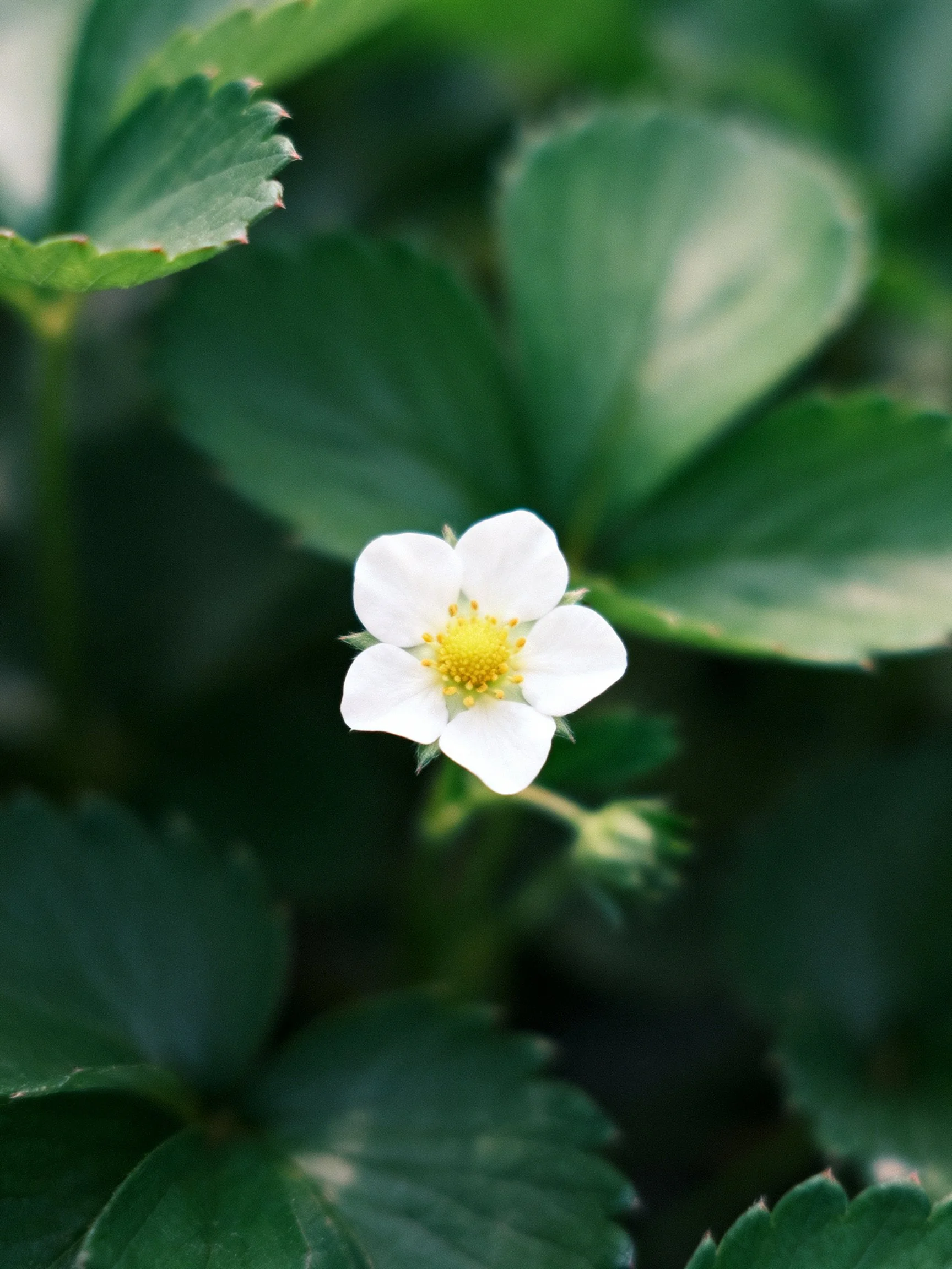 Single white strawberry blossom surrounded by lush green leaves