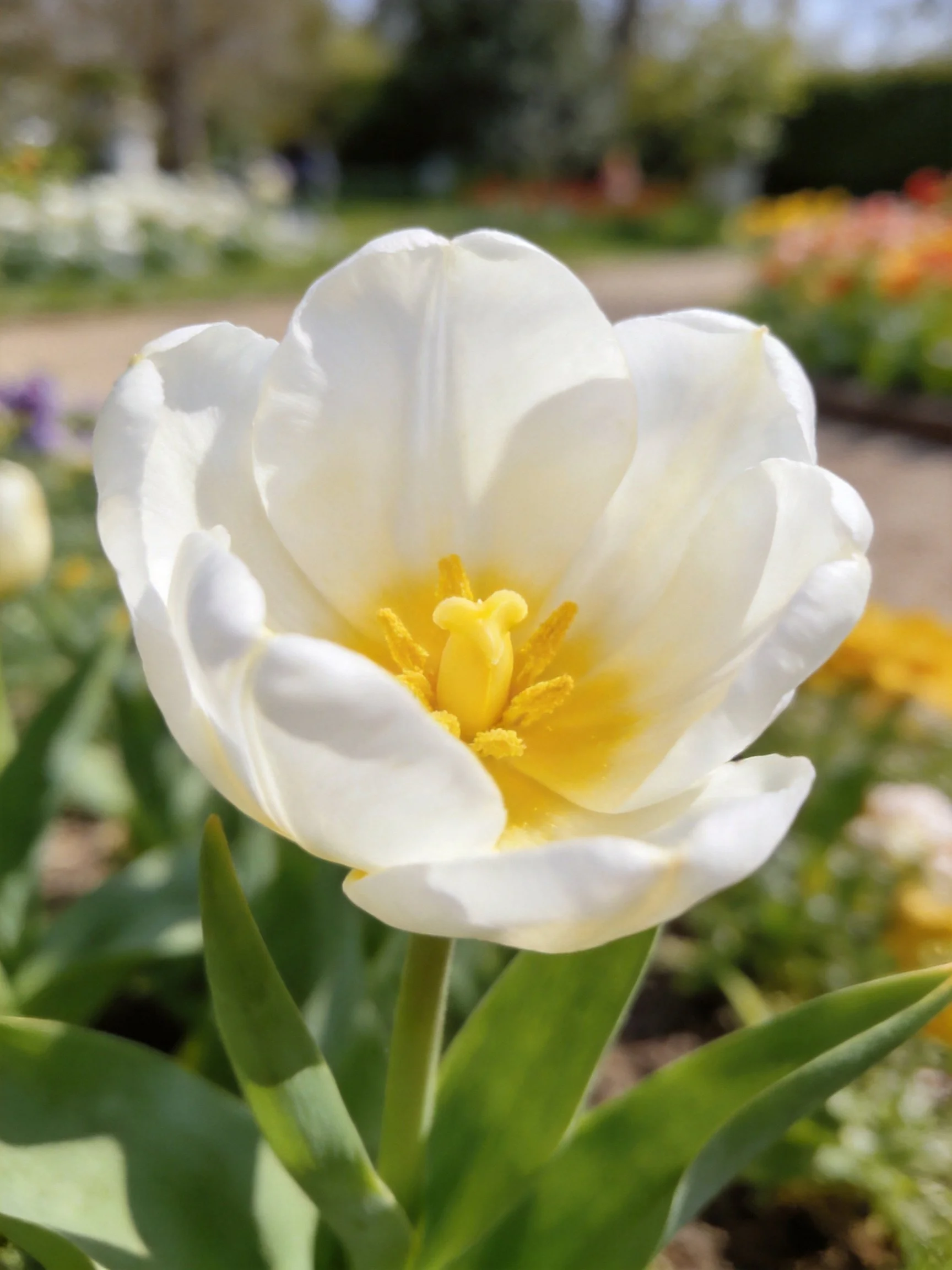 Single white tulip with bright yellow center in a garden