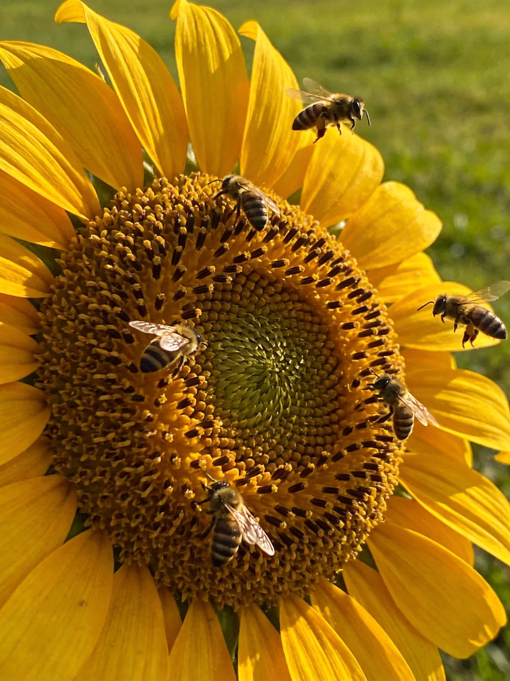 Six honeybees interacting with a large sunflower
