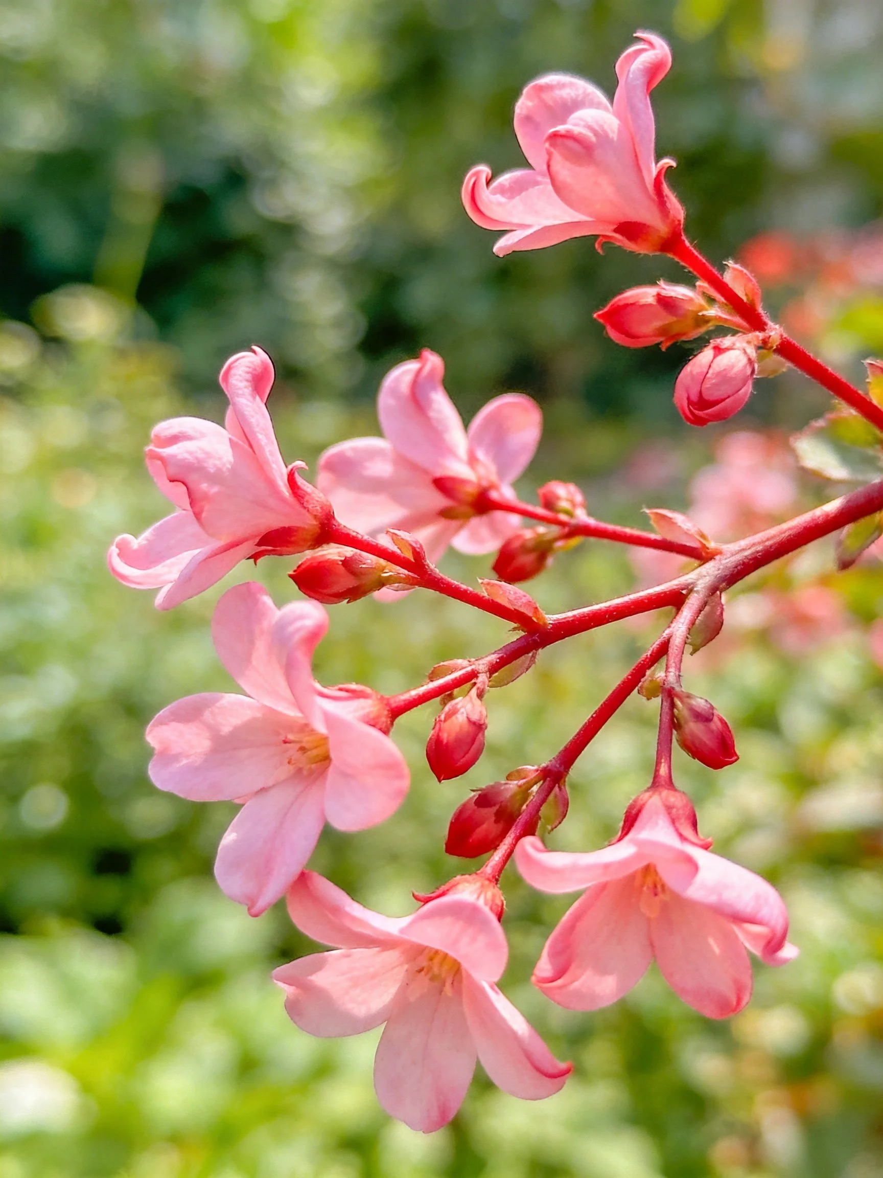 Six pink bell - shaped flowers with red stems against blurred greenery