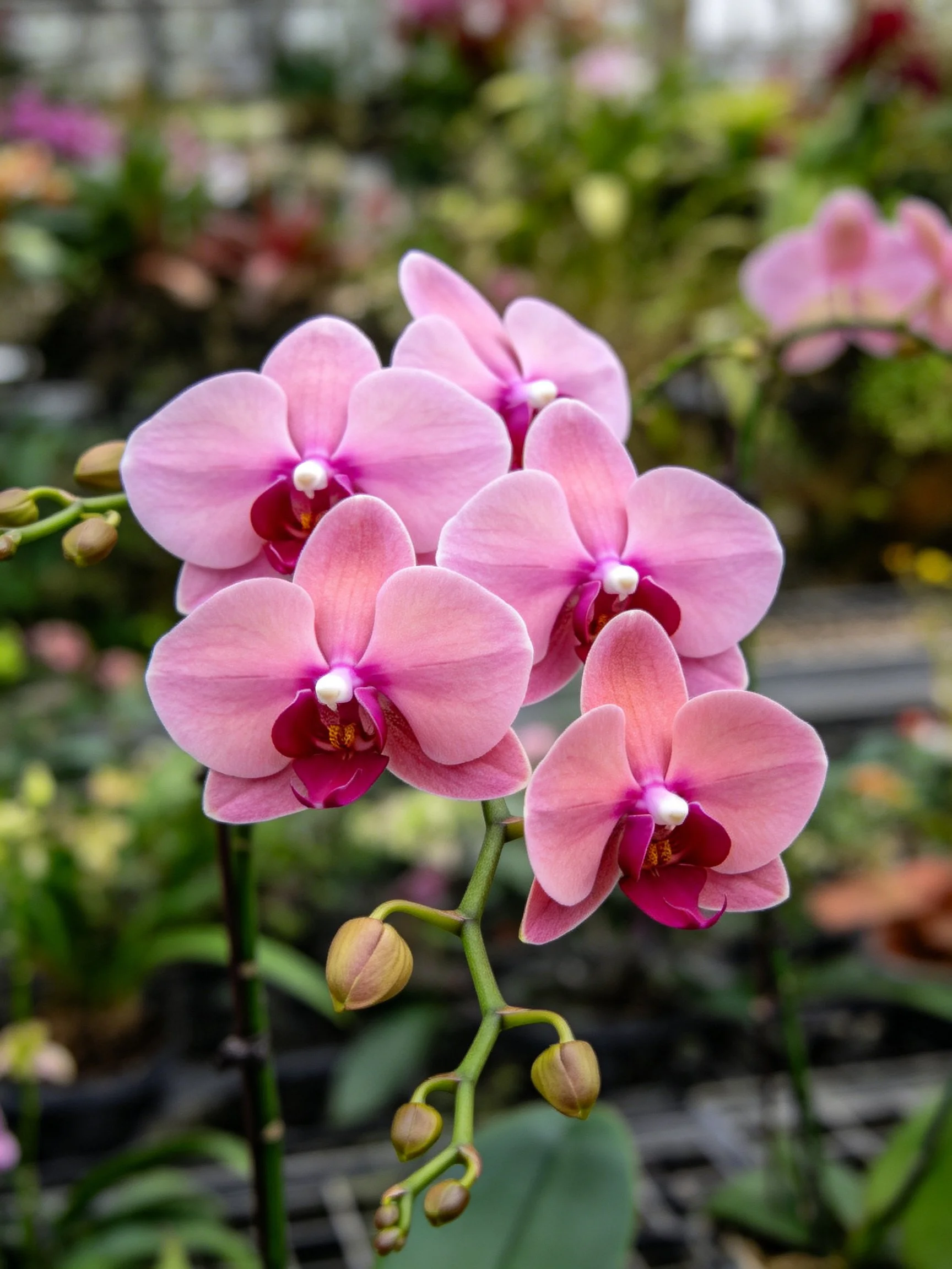 Six pink moth orchid blooms with maroon centers and unopened buds