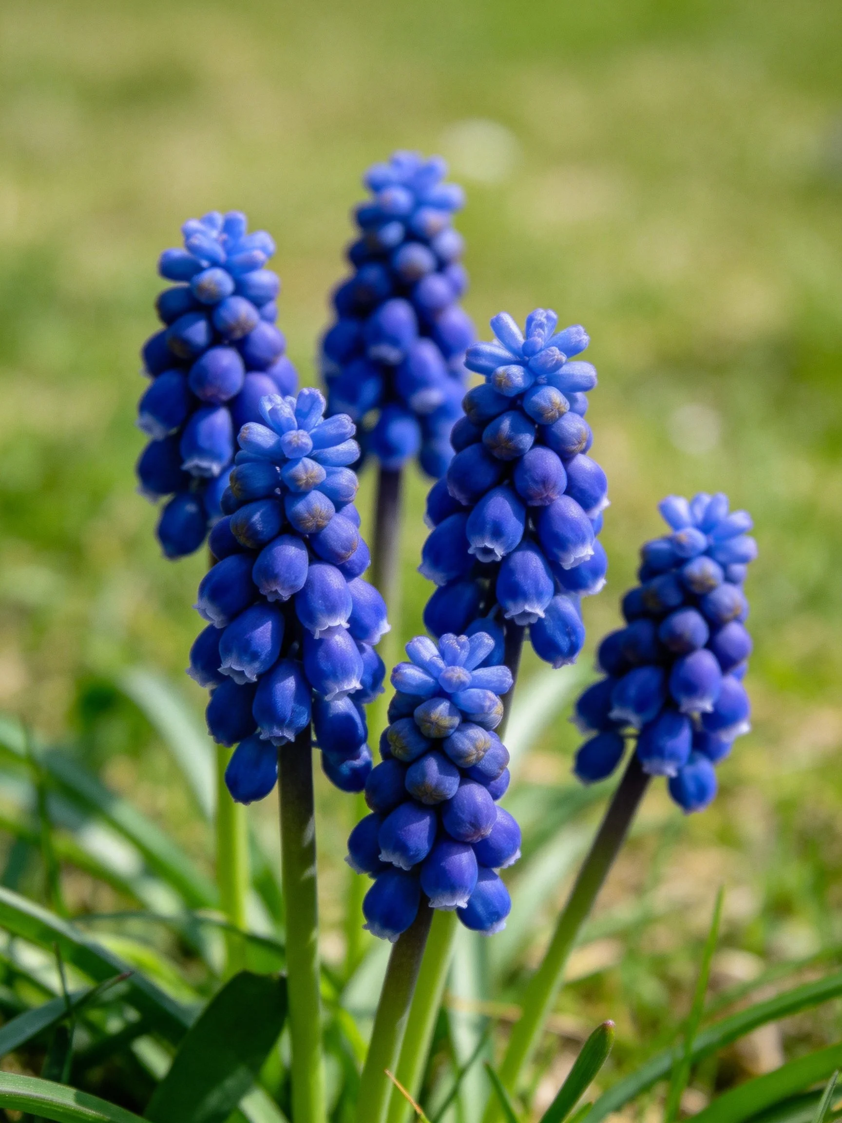 Six vibrant blue flower clusters bloom amid green foliage
