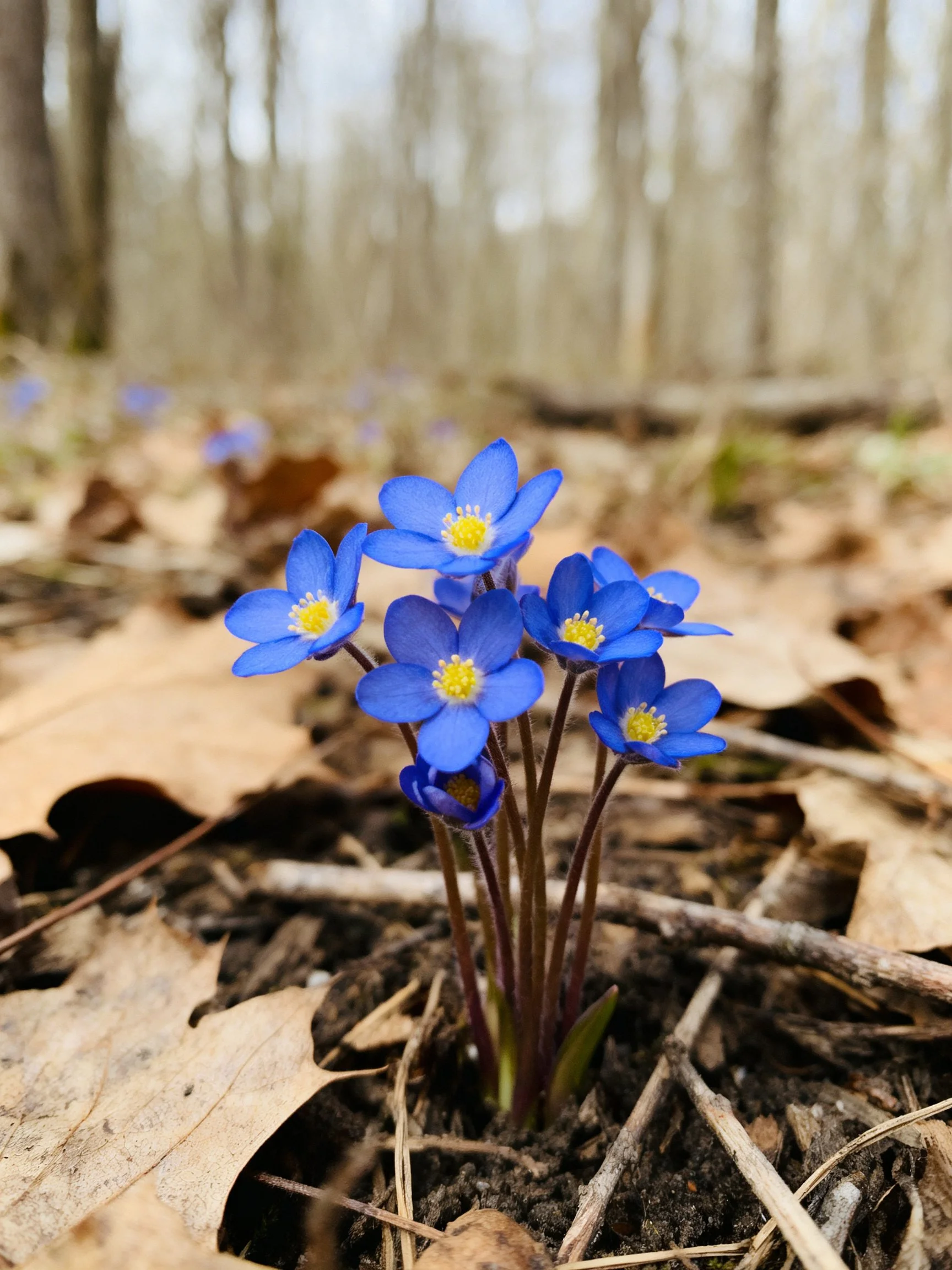 Six vibrant blue flowers bloom amid brown fallen leaves in a wooded area
