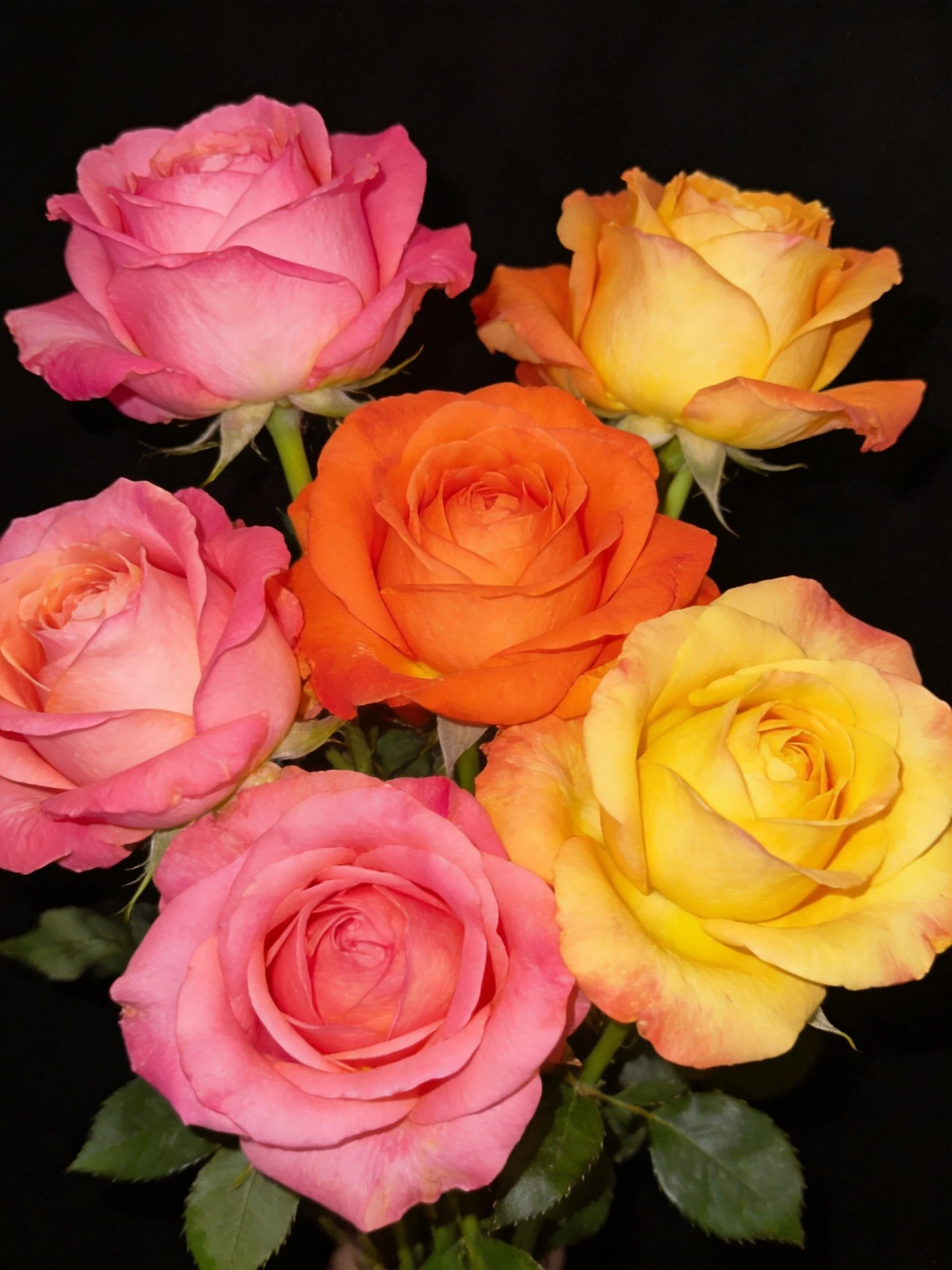 Six vibrant roses in varied colors against a black backdrop