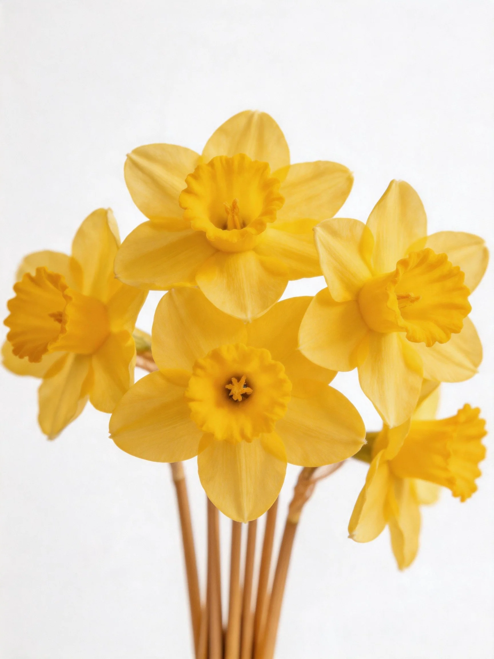 Six vibrant yellow daffodil blooms clustered together