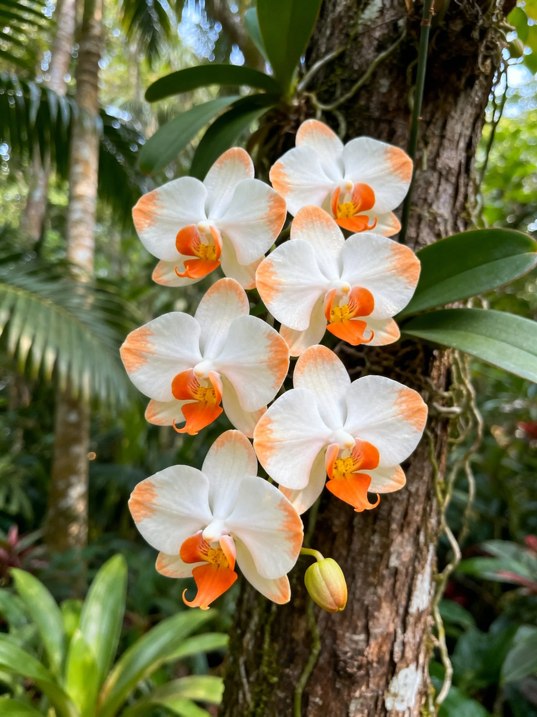 Six white and orange orchids grow on a tree trunk in a lush forest
