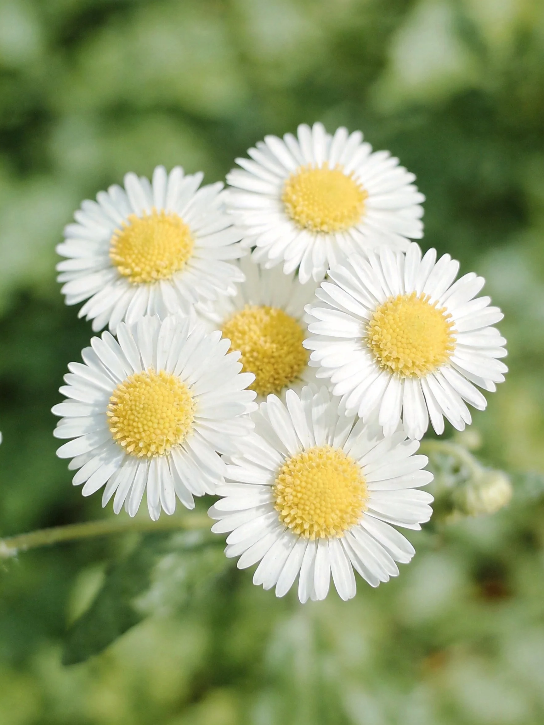 Six white daisy flowers with bright yellow centers clustered closely