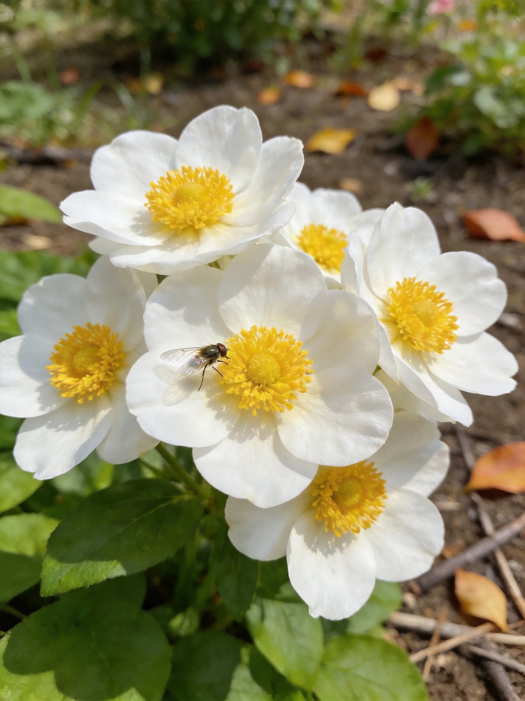 Six white flowers with yellow centers, a bee, and green foliage in a garden