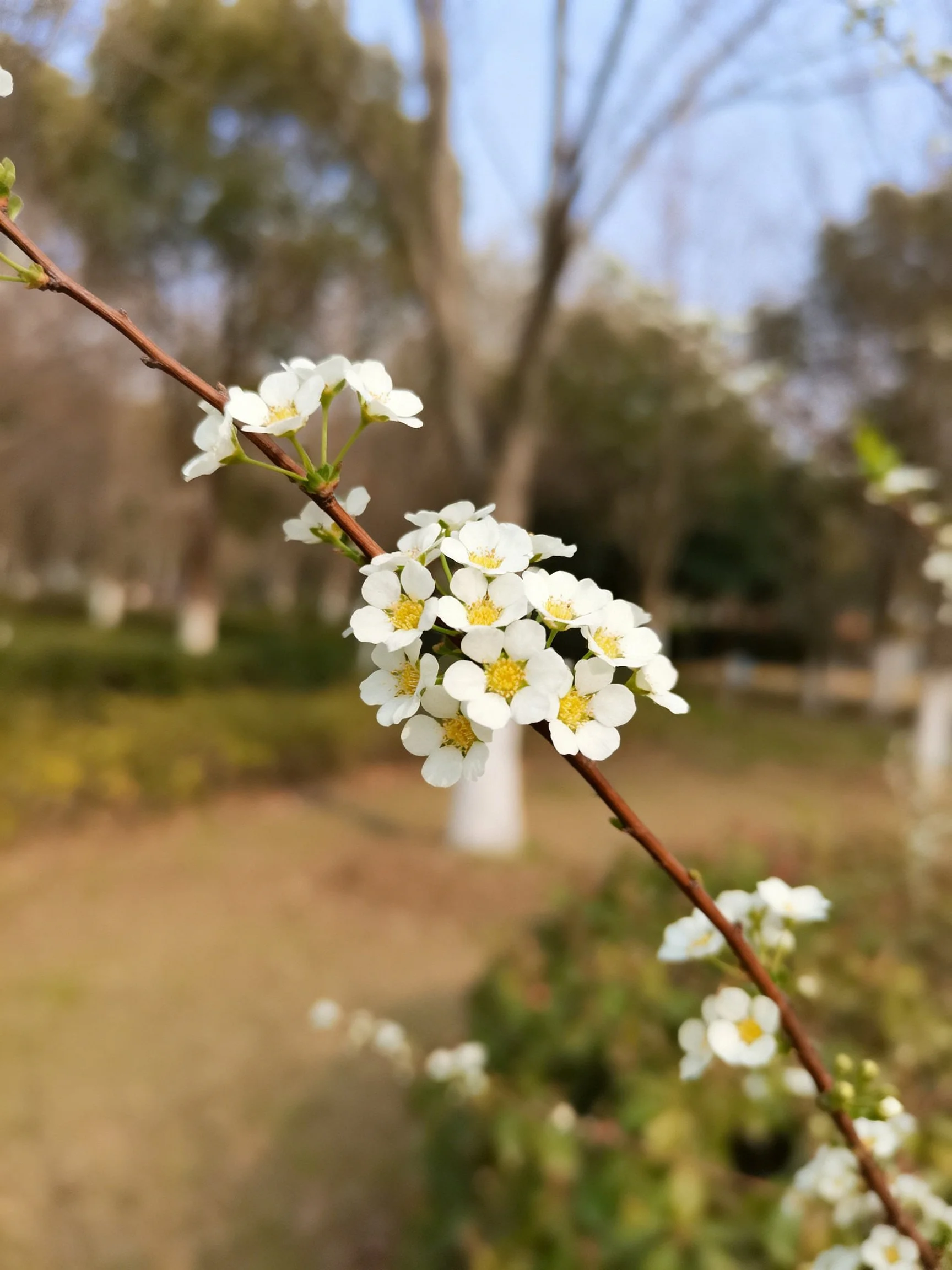 Slender brown branch with small white flowers and yellow centers in park