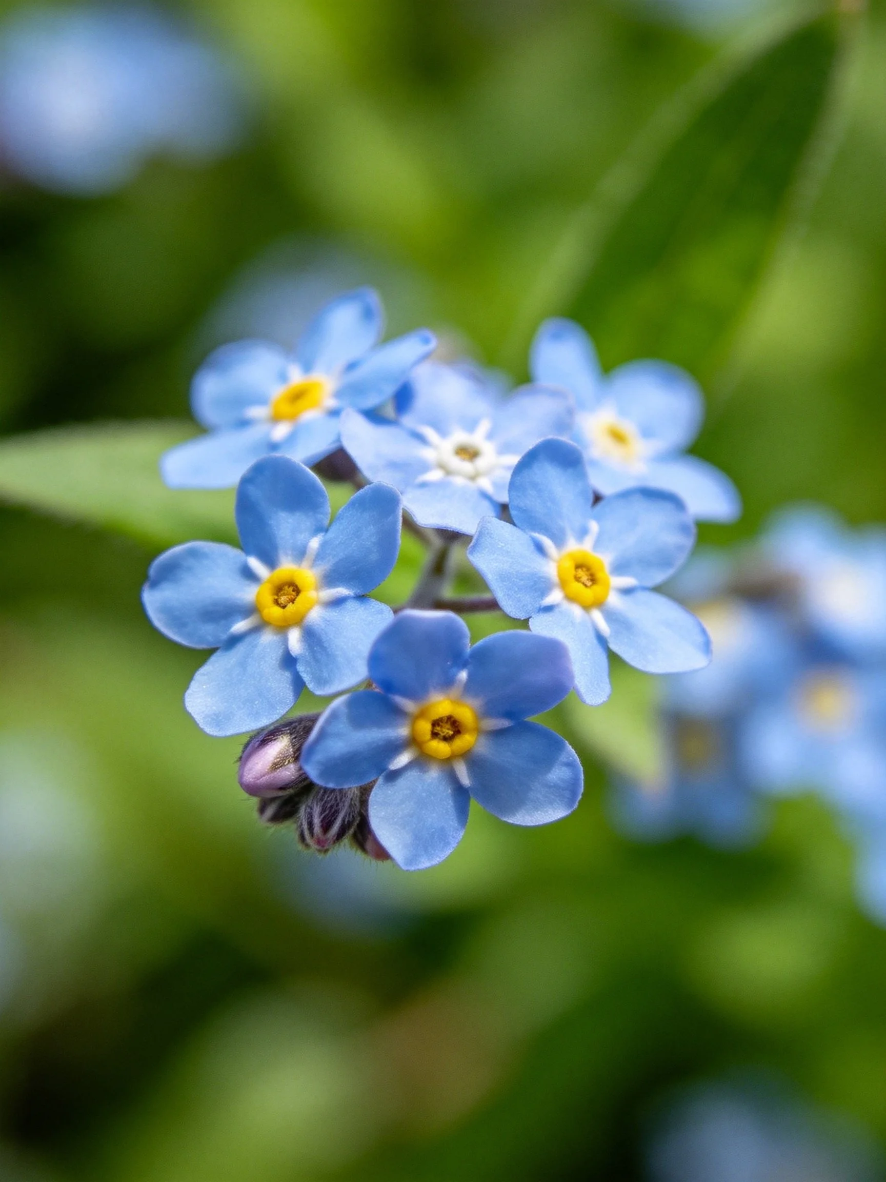 Small blue flowers cluster with yellow centers amid green foliage