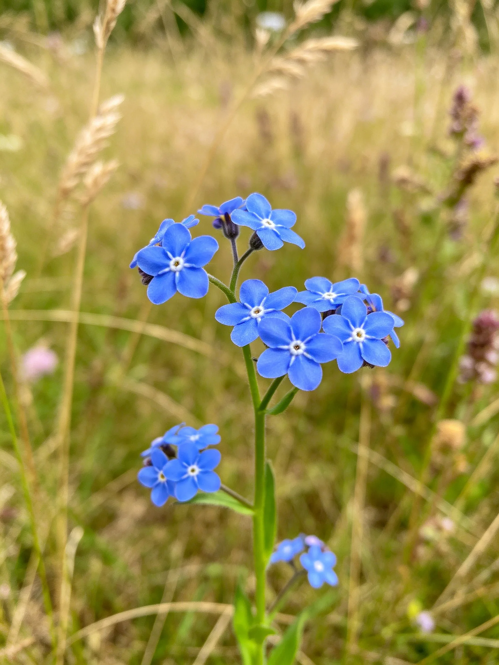 Small blue flowers clustered among tall grasses in a sunlit meadow