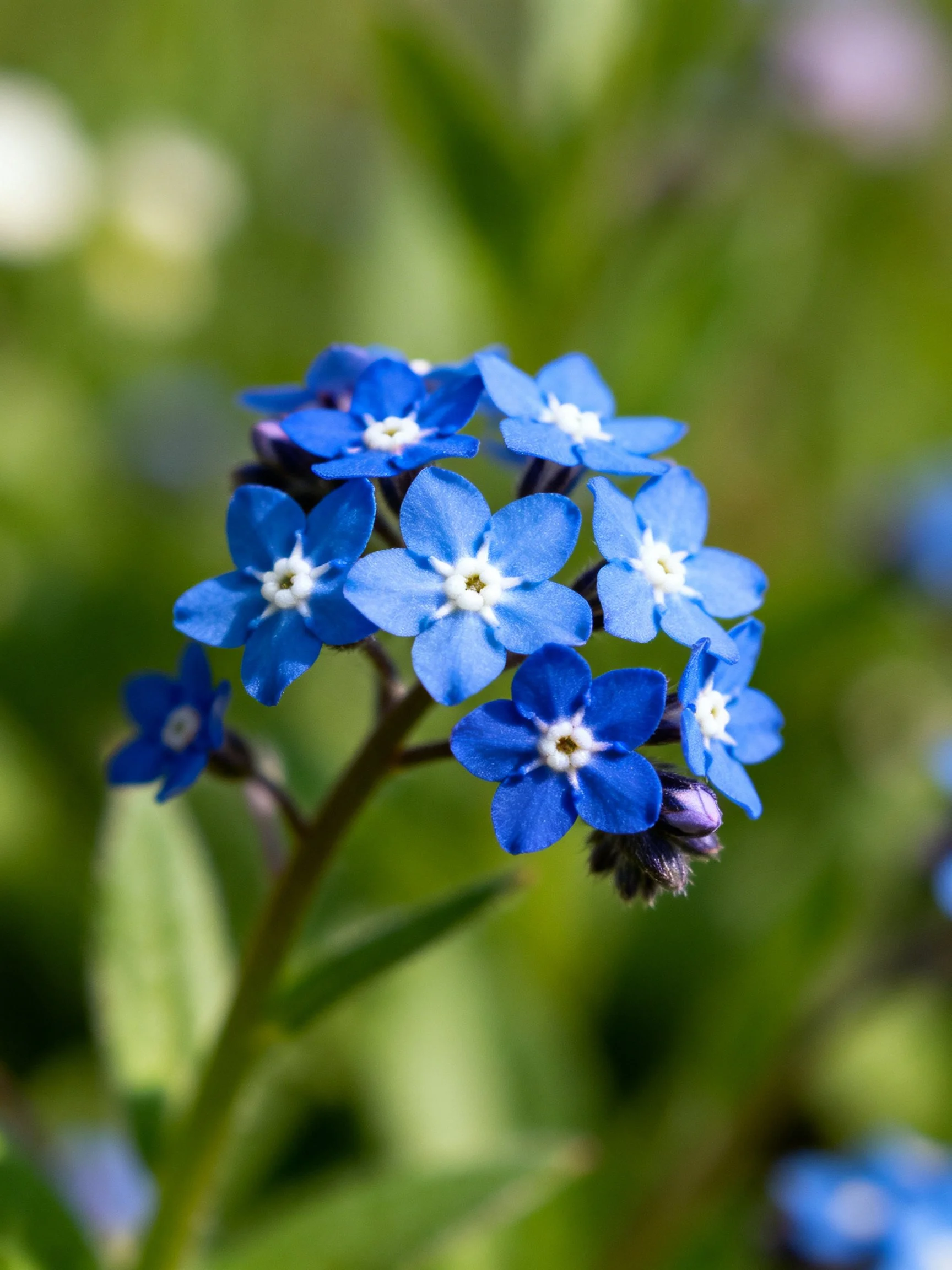 Small cluster of vivid blue flowers with white centers