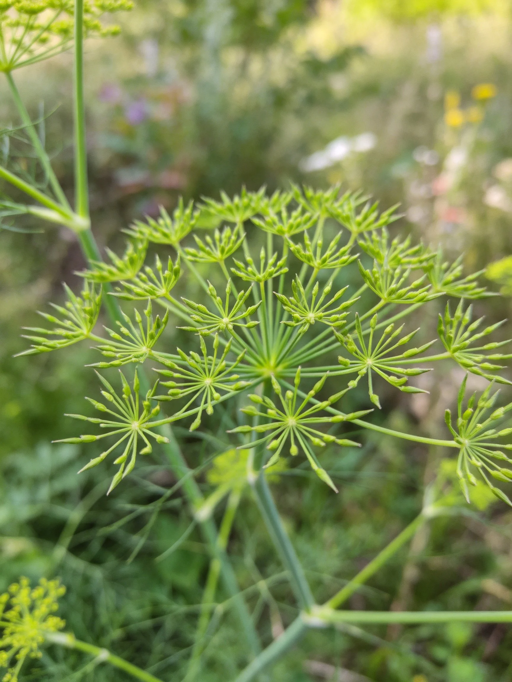 Small green umbel flowers on a herbaceous plant with slender stems