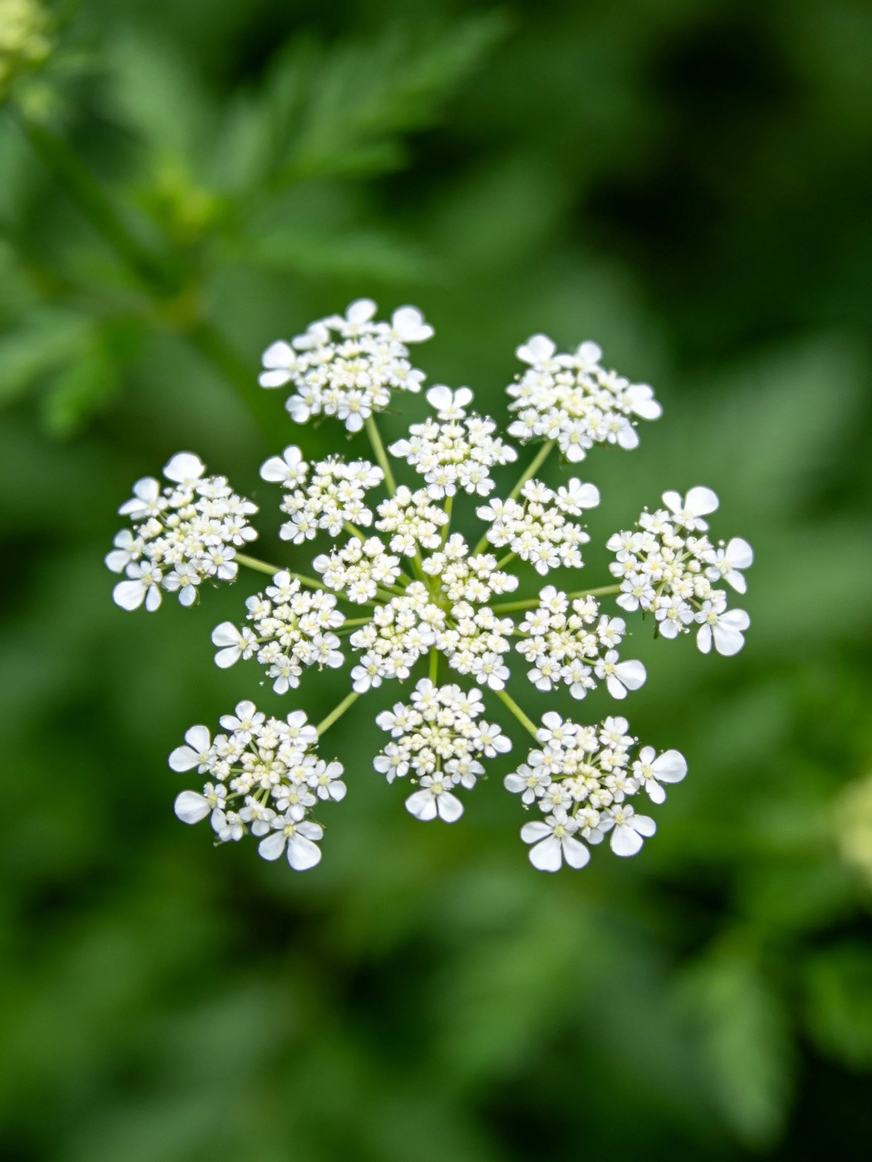 Small white clustered flowers arranged symmetrically in circular pattern