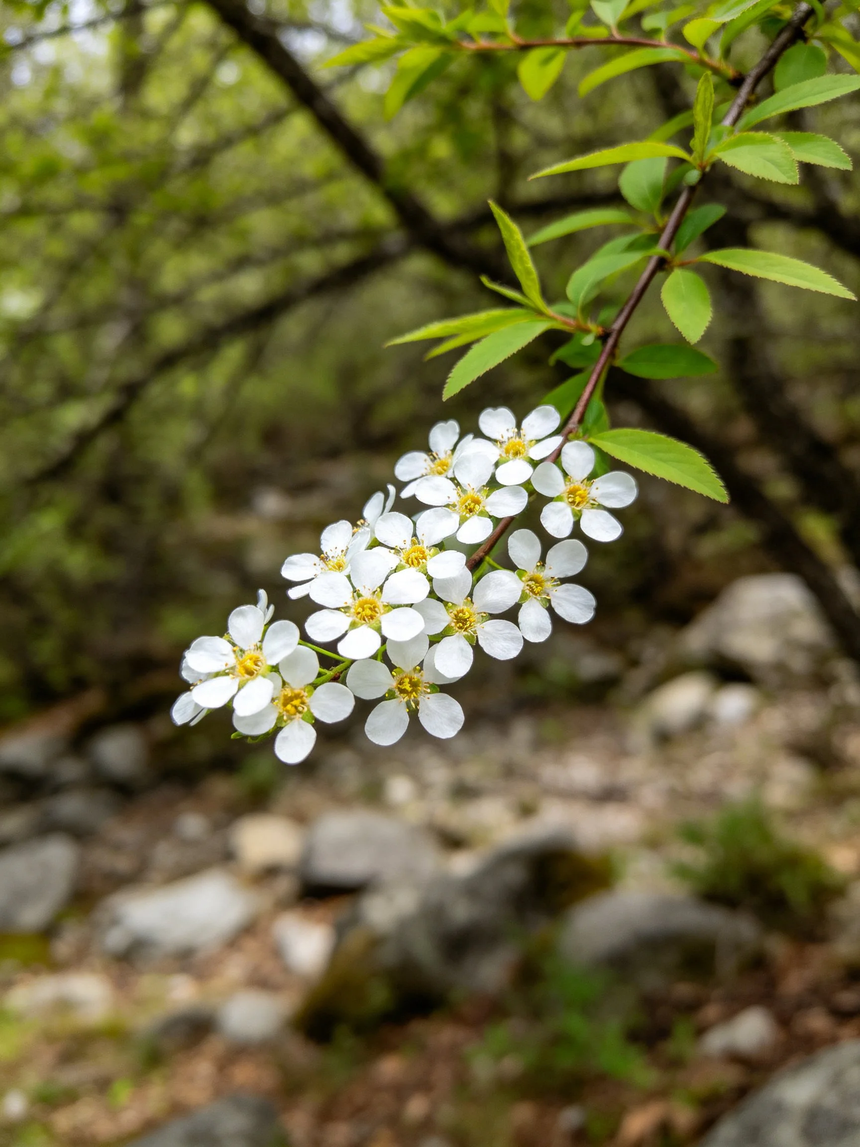 Small white clustered flowers on a branch with green foliage
