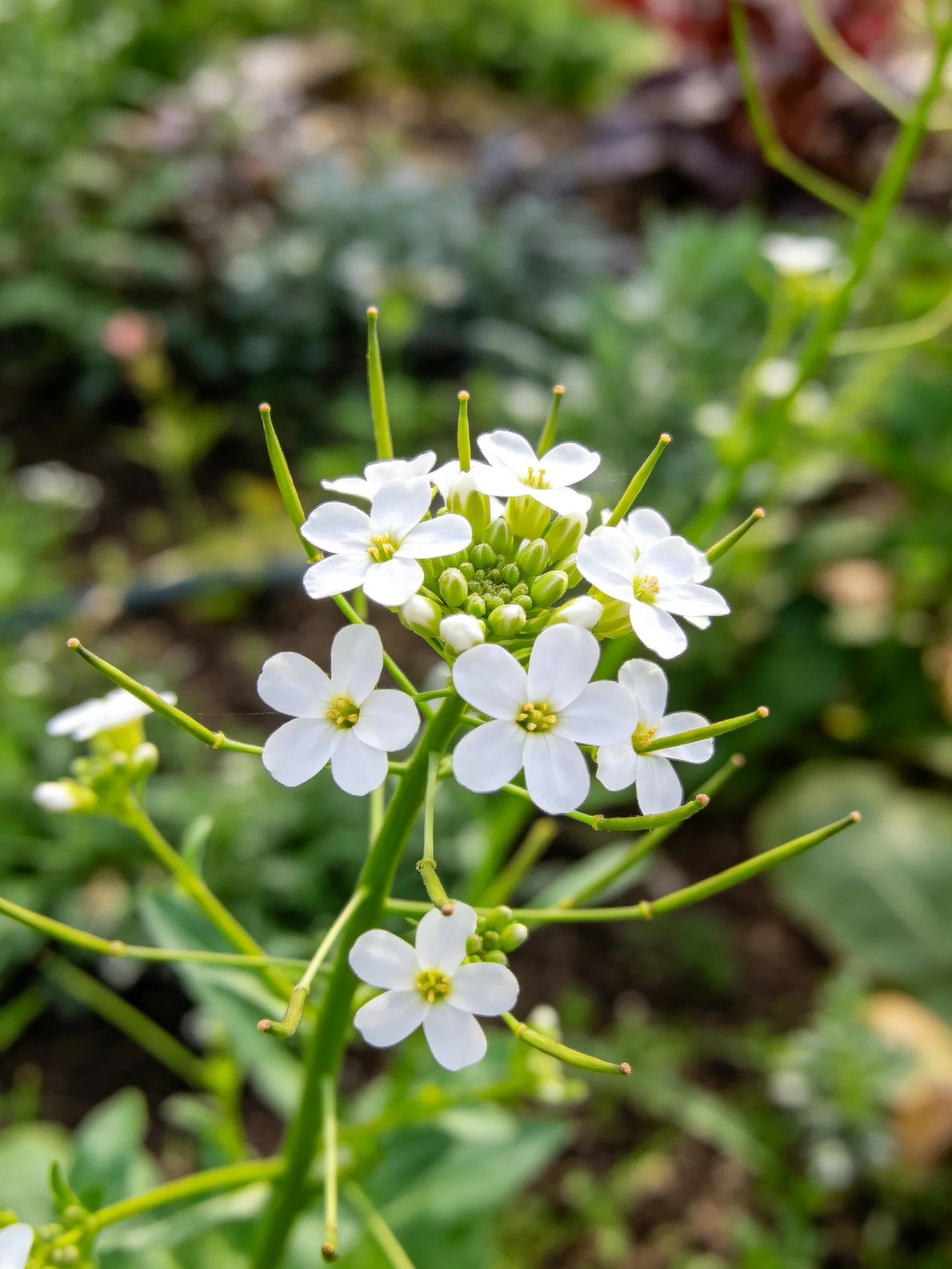 Small white clustered flowers with green stems and foliage