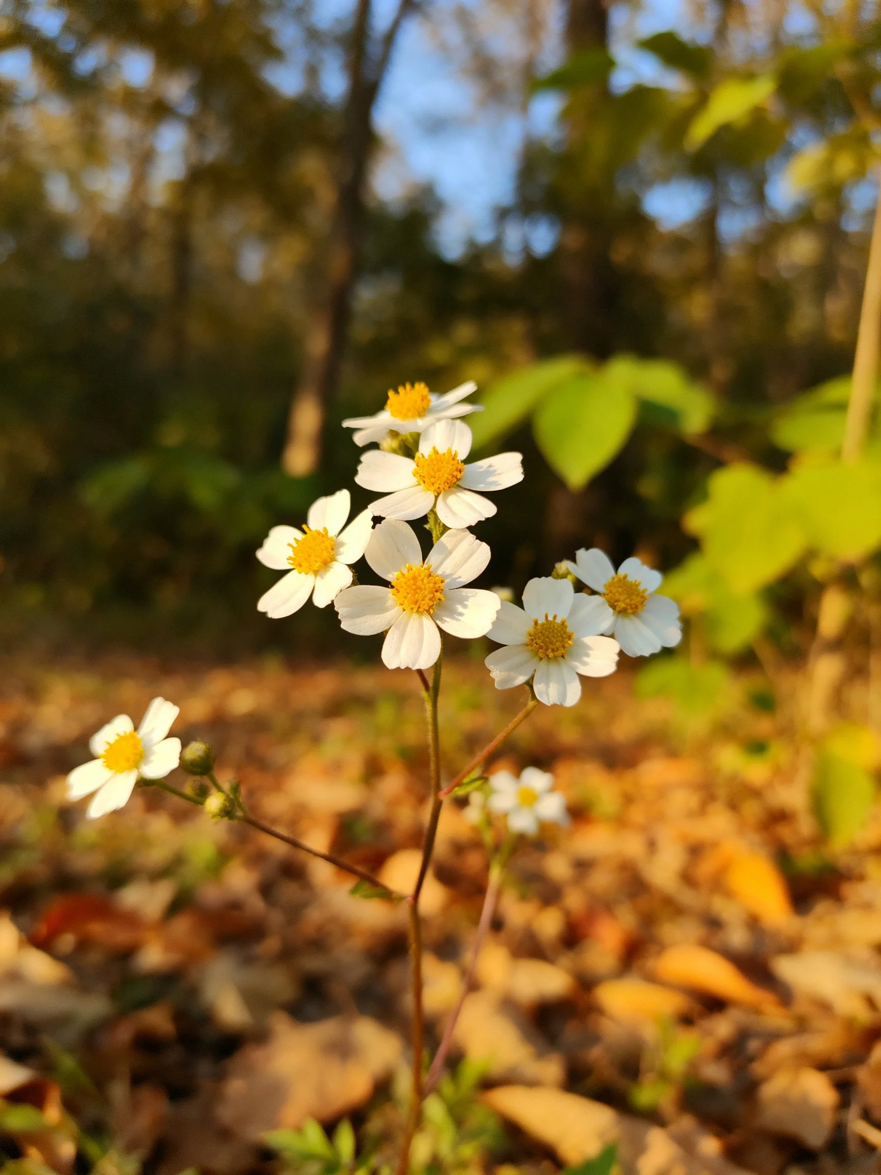 Small white flowers with yellow centers amid fallen leaves in a wooded area