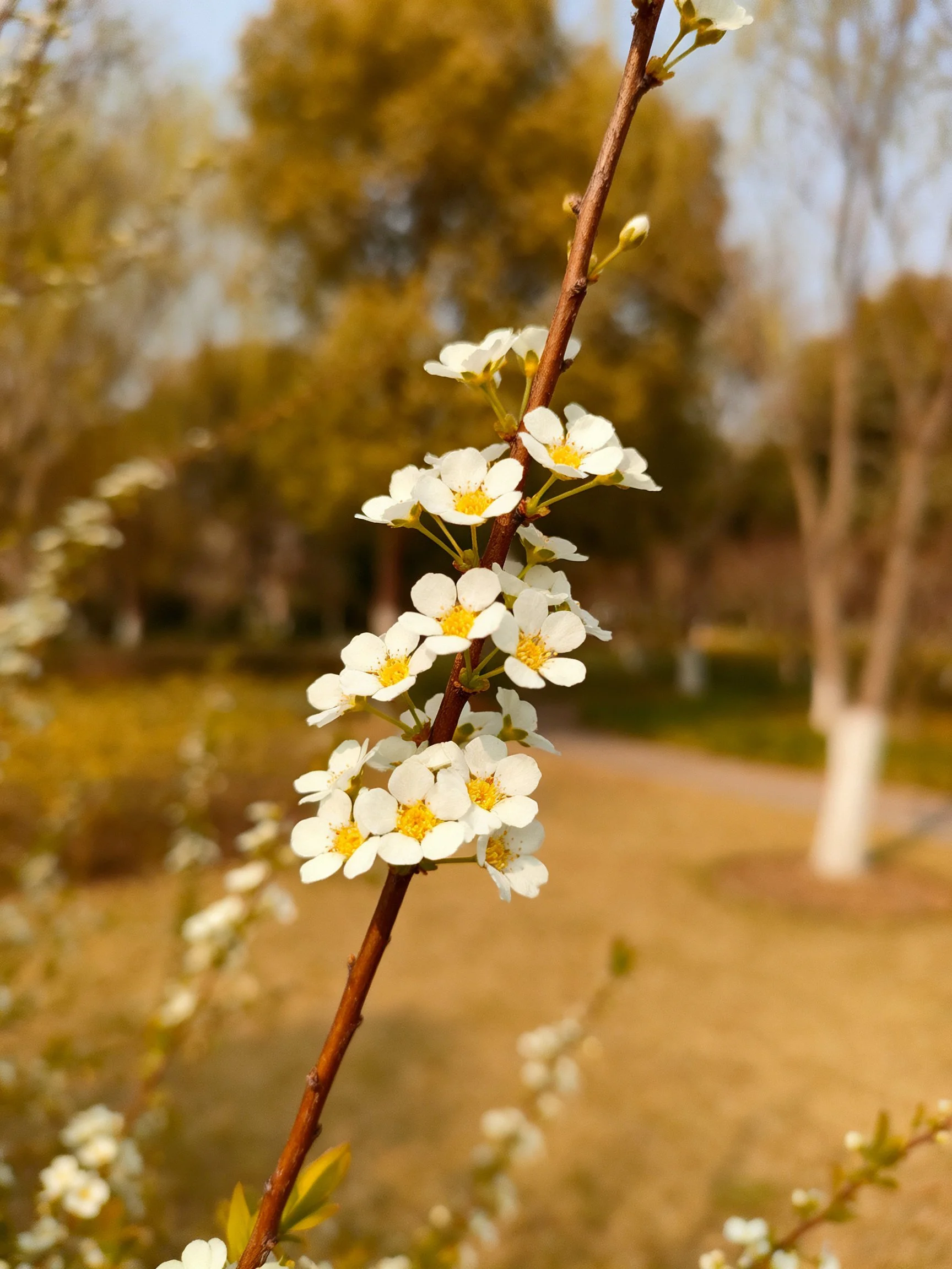 Small white flowers with yellow centers cluster on a brown branch in a park