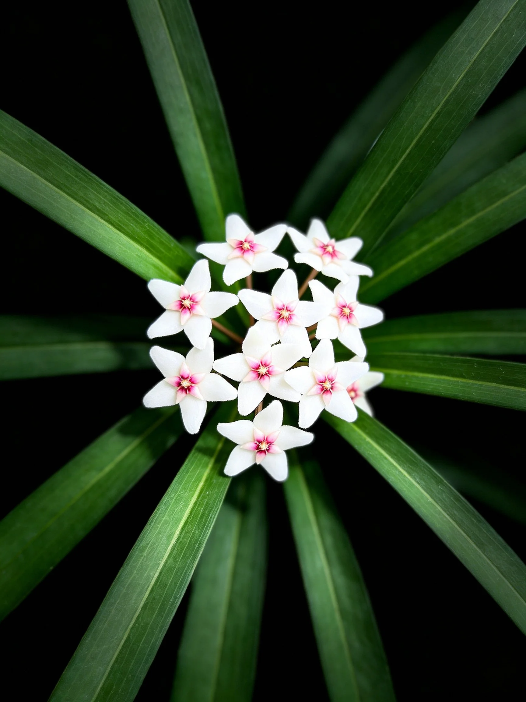 Small white star - shaped flowers with pink centers amid long green leaves