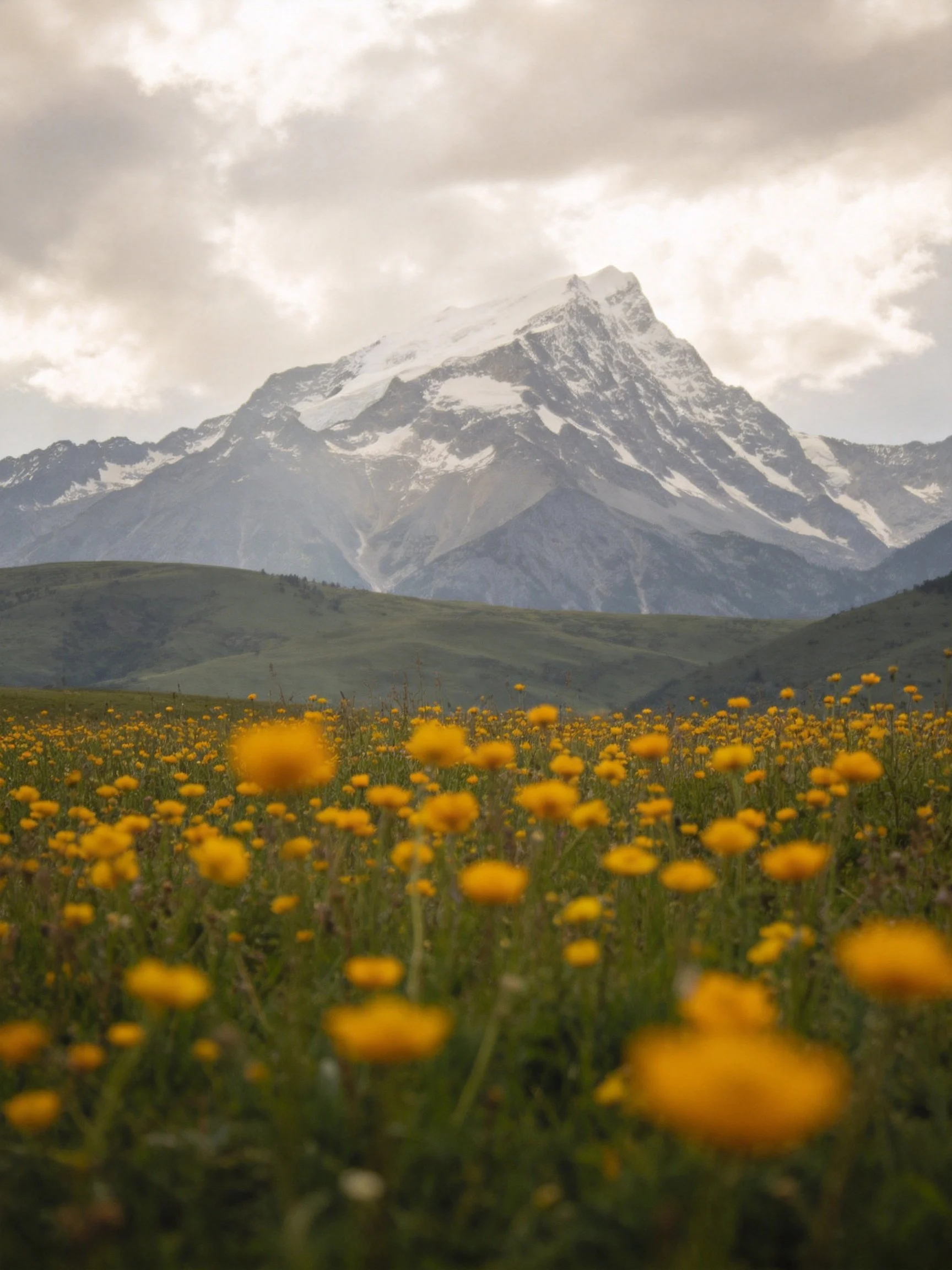 Snow-capped mountain towers over golden wildflower meadow