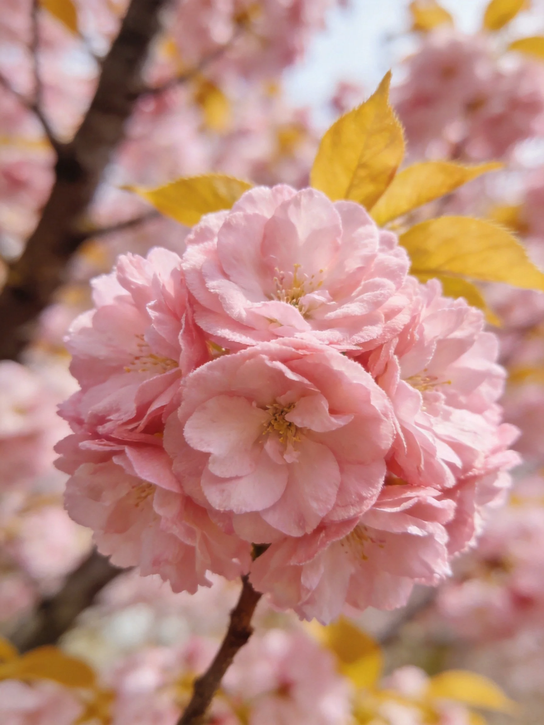 Soft pink cherry blossom cluster with golden leaves