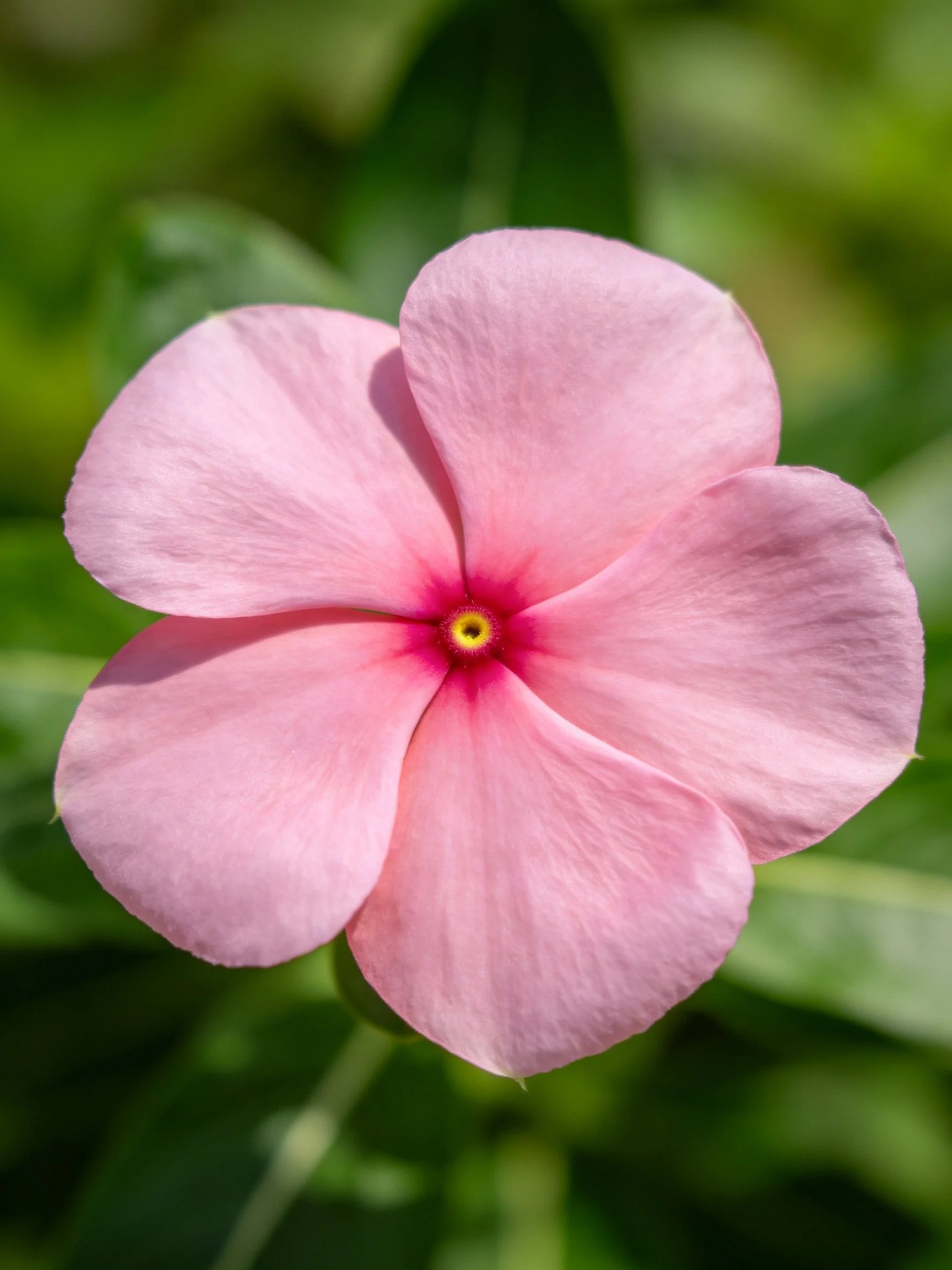 Soft pink flower with five petals and vivid green foliage