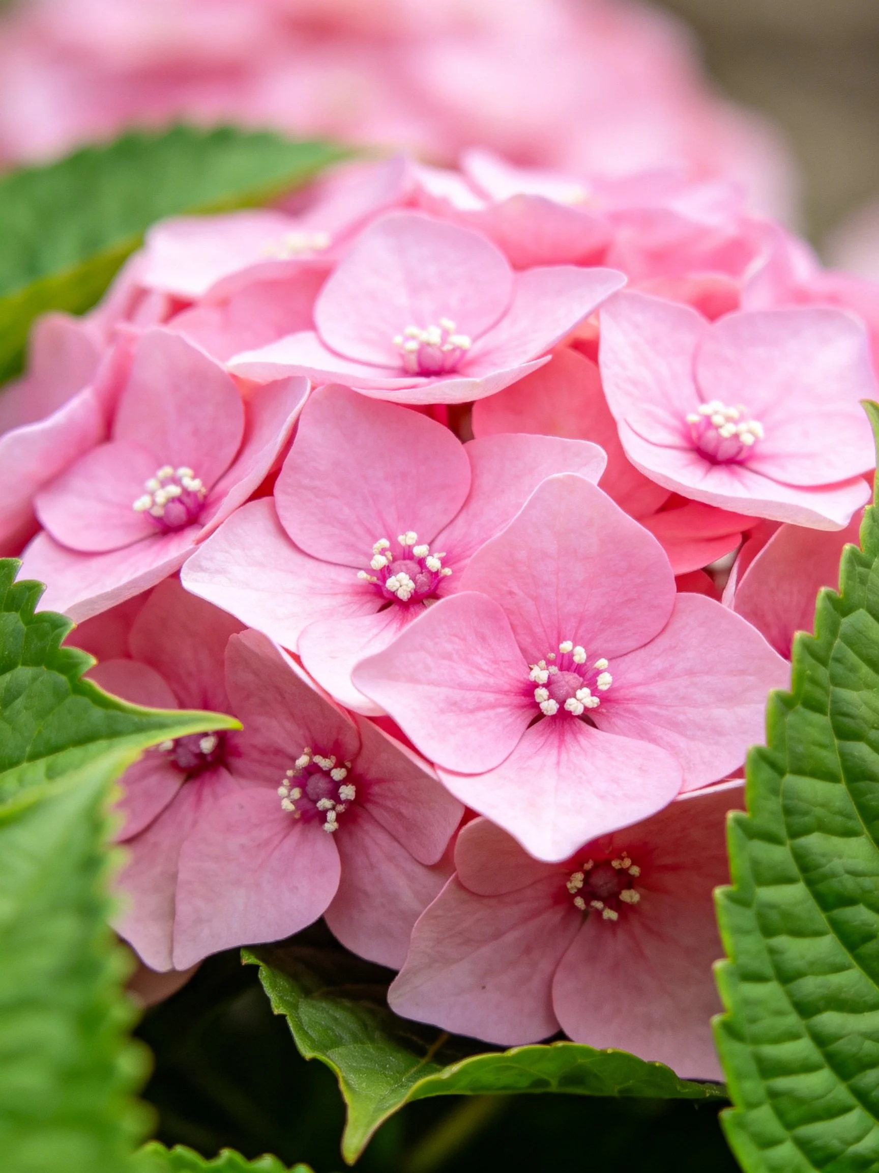 Soft pink hydrangea cluster with vibrant green leaves