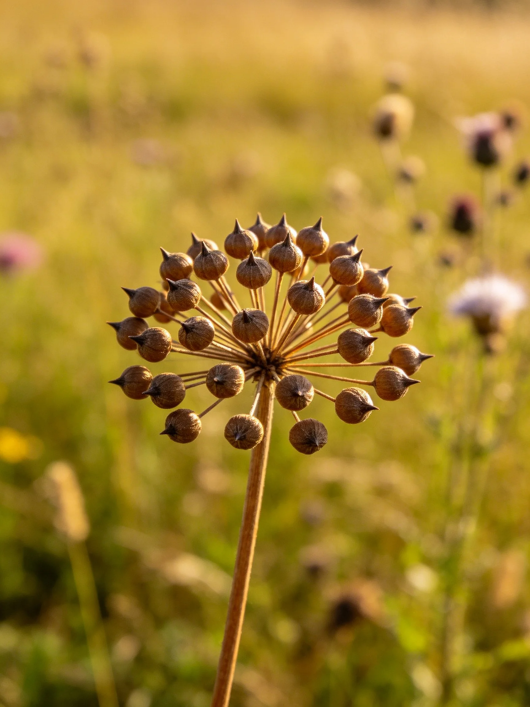Spherical seed cluster of brown pods in a sunlit field