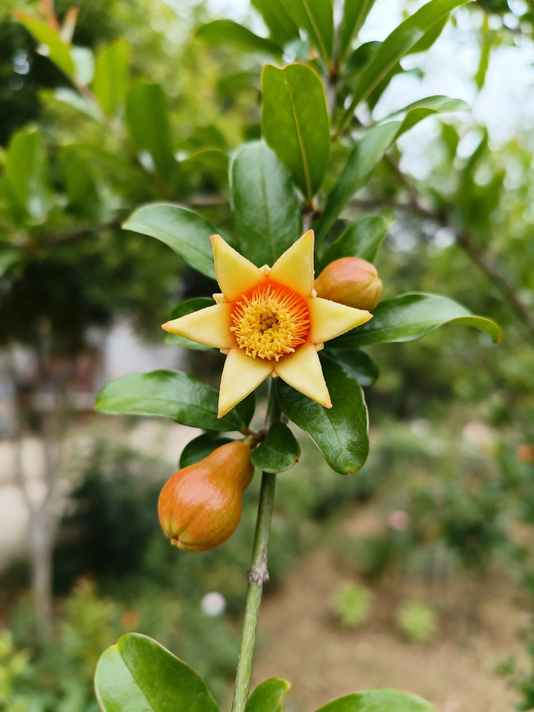 Star - shaped yellow flower with orange center, glossy green leaves, and two small fruits