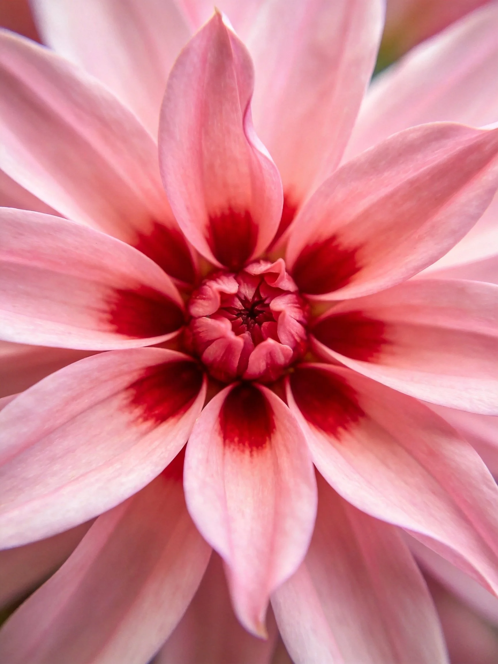 A close - up of a pink flower with red accents on its petals