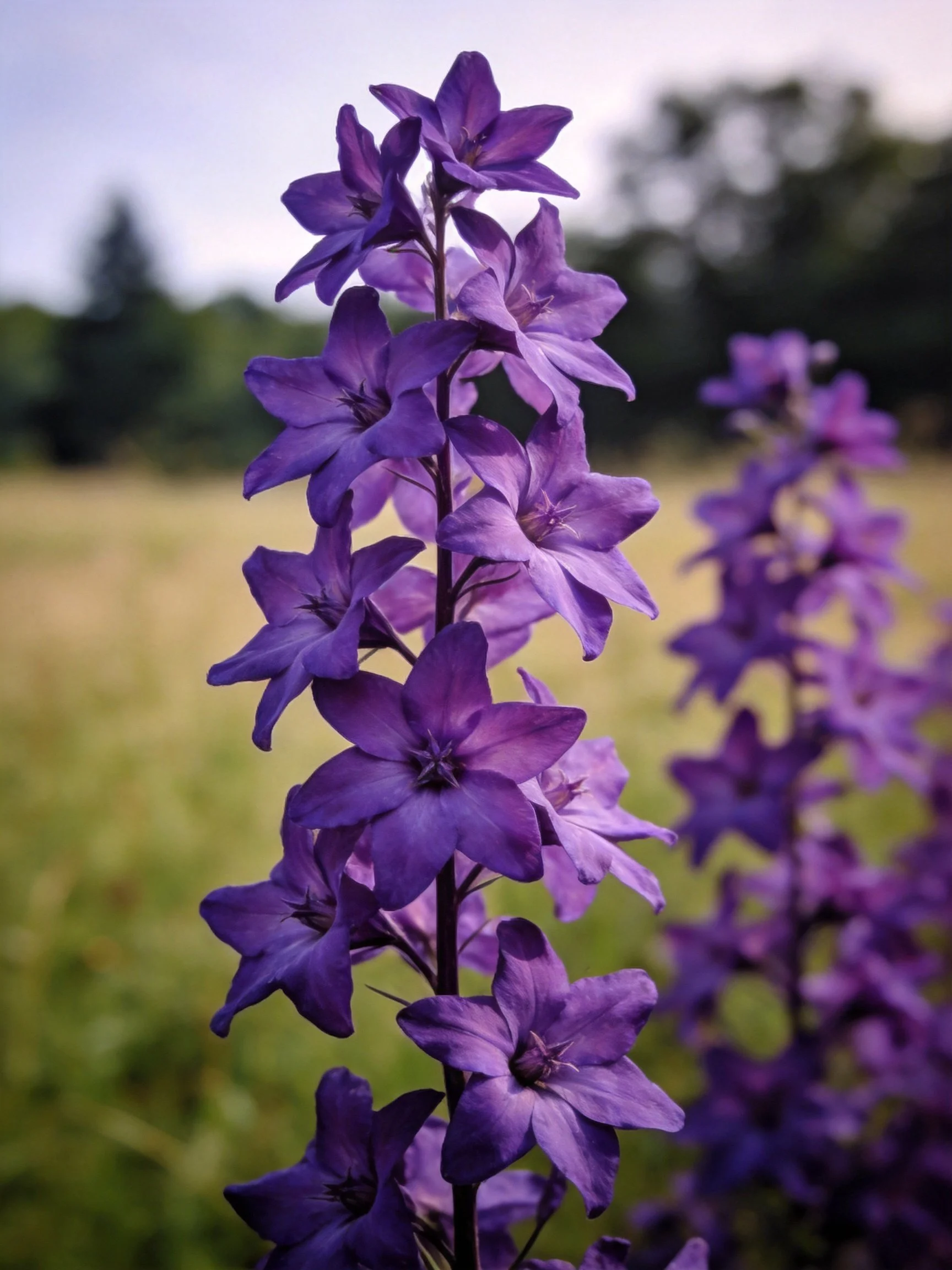 Tall cluster of vibrant purple flowers in a sunlit meadow