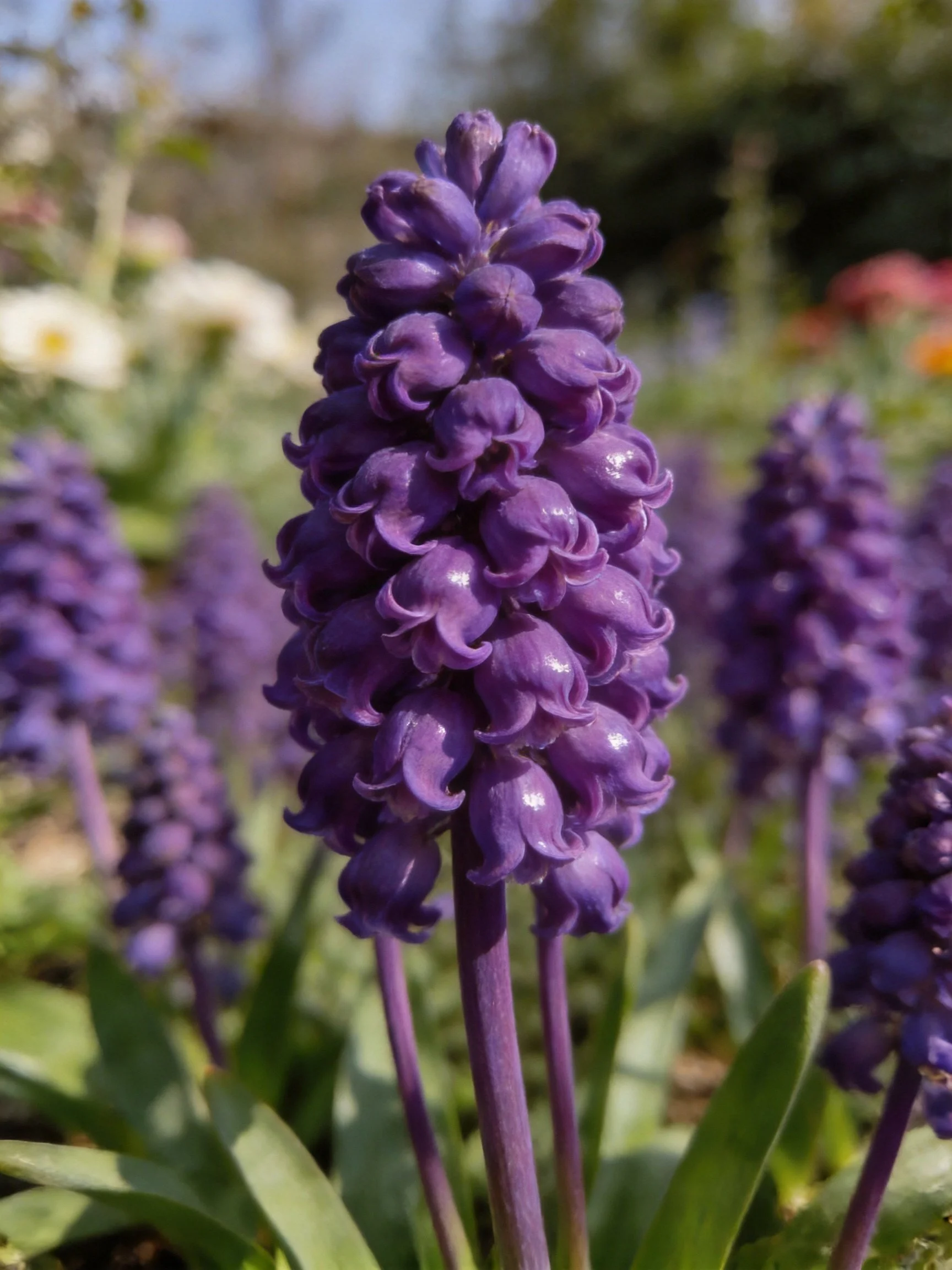 Tall deep purple flower spikes bloom in a sunlit garden