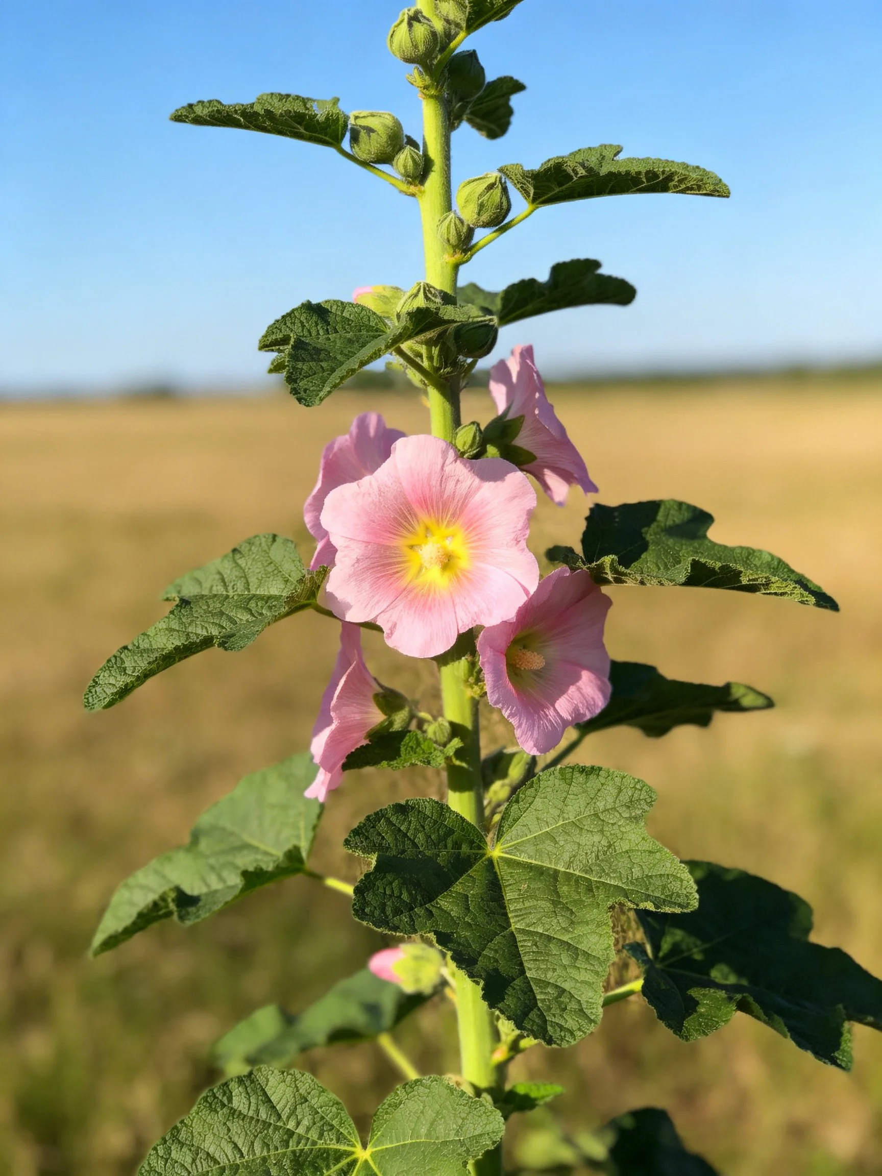 Tall flowering plant with pink blossoms and textured green leaves