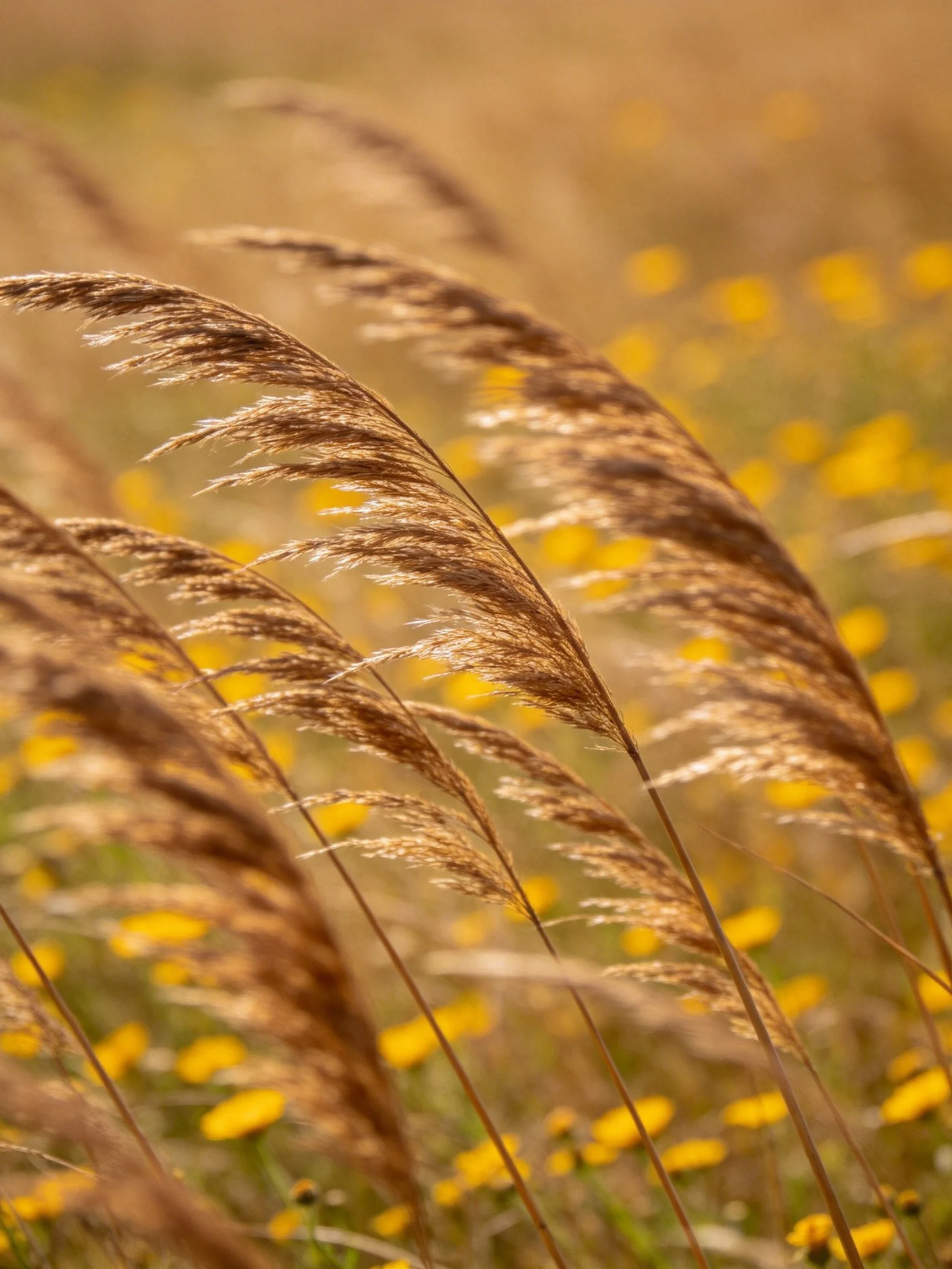 Golden-brown reeds sway near bright yellow wildflowers in a sunlit meadow.